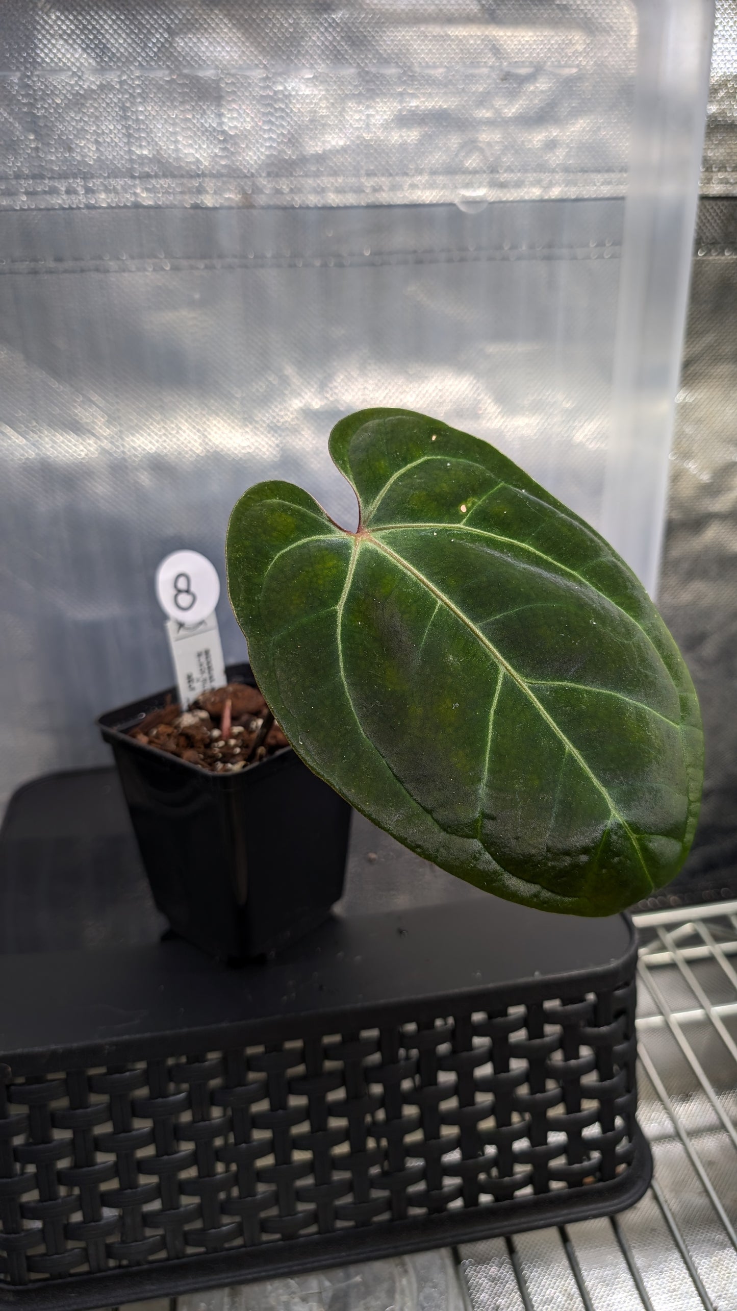 Anthurium Besseae aff. 'Black Pillow'