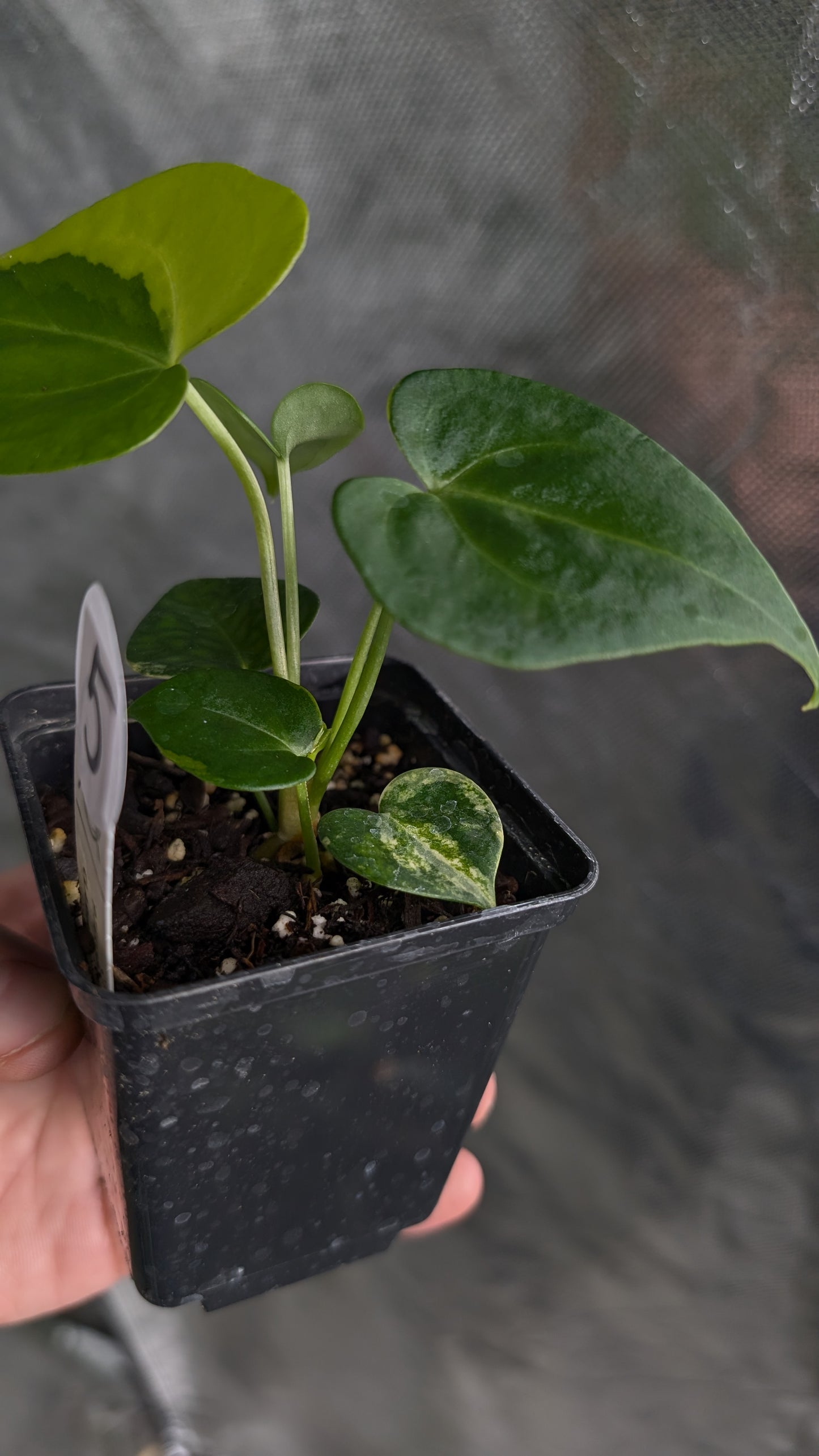 *Variegated* Anthurium Pterodactyl variegata x Clarinervium (or x self)
