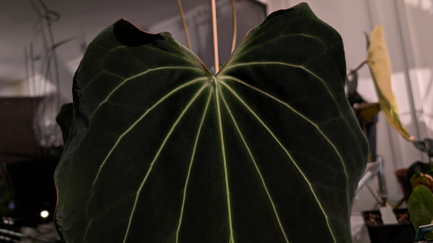 Anthurium Black Widow 13 x 43 clone