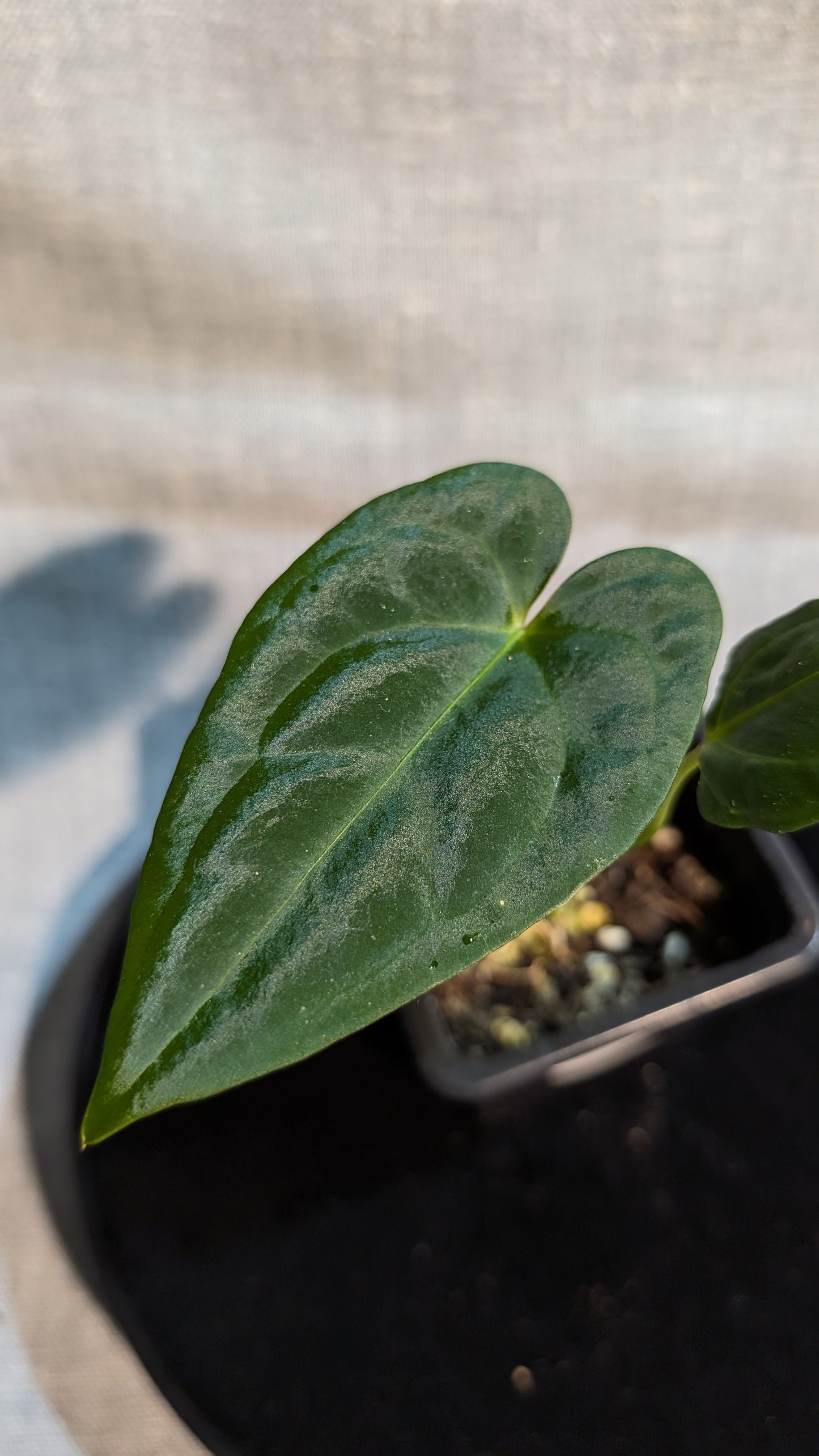 Anthurium Regale 'Dream Catcher' x Papillilaminum 'Daniel'