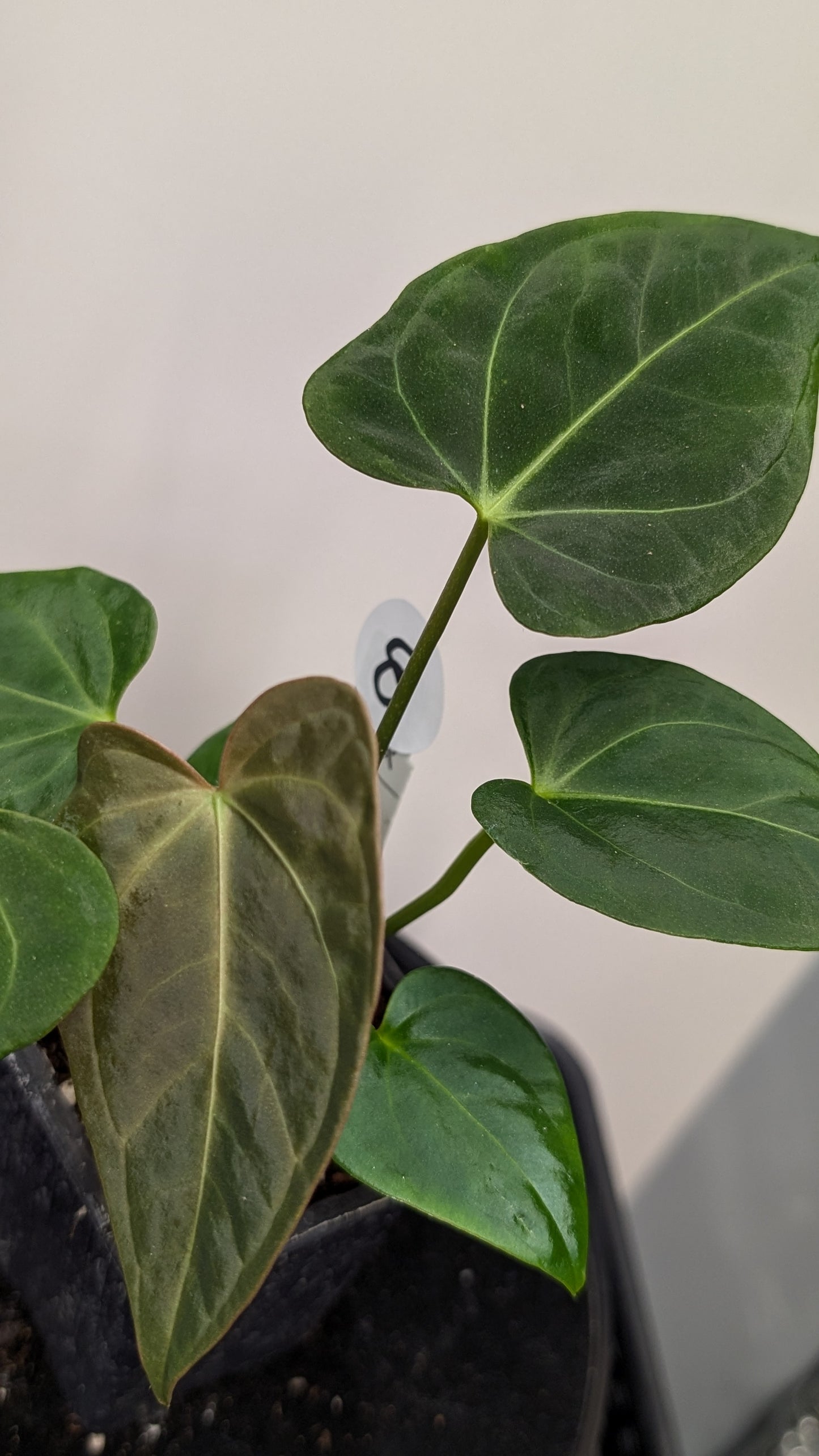 Anthurium Regale 'Dream Catcher' x Mr. Worldwide