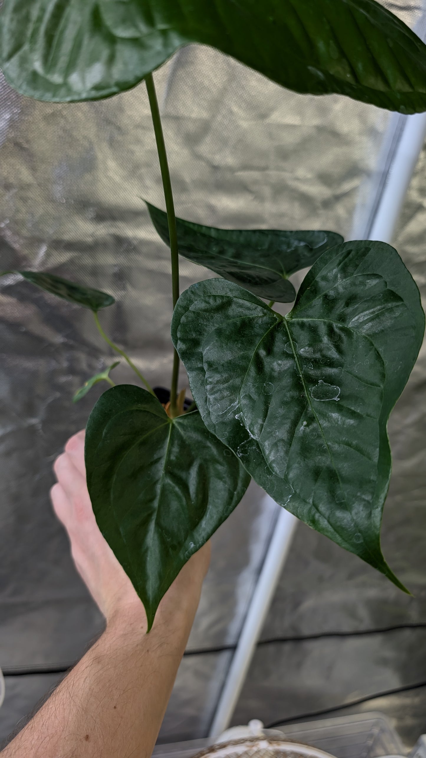 Anthurium Pterodactyl x self