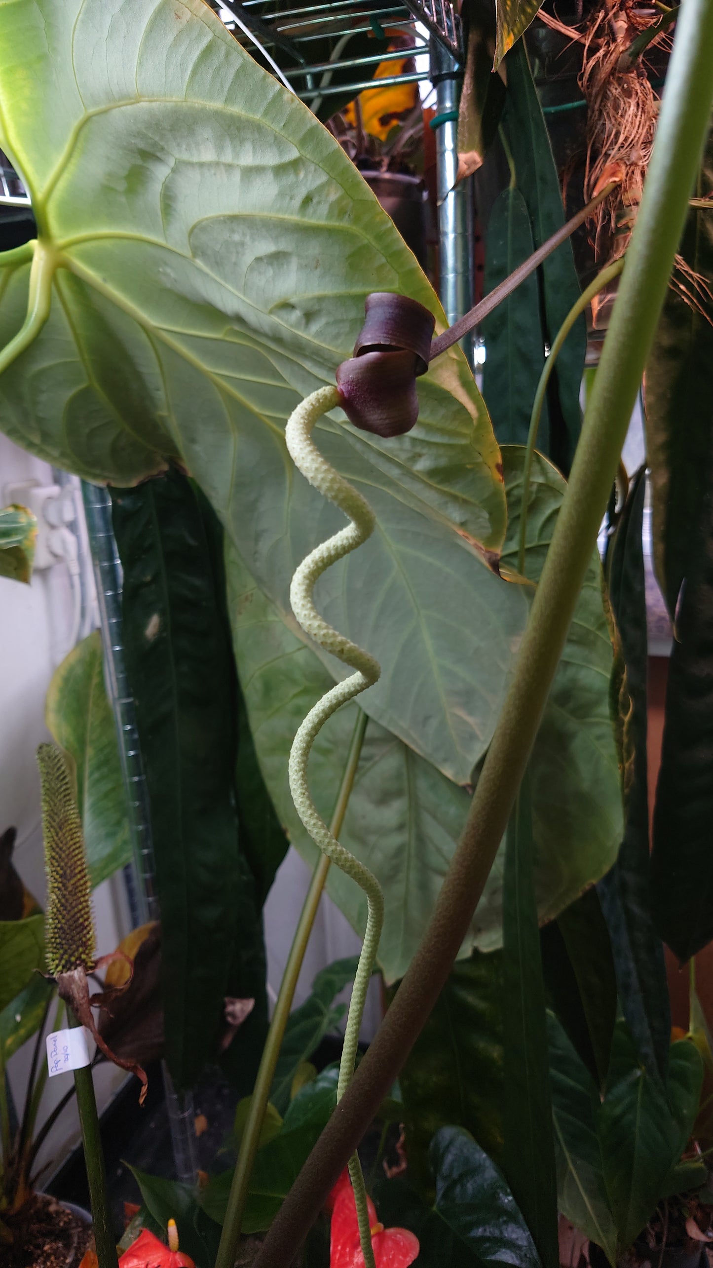 Anthurium Scherzerianum x Wendlingeri