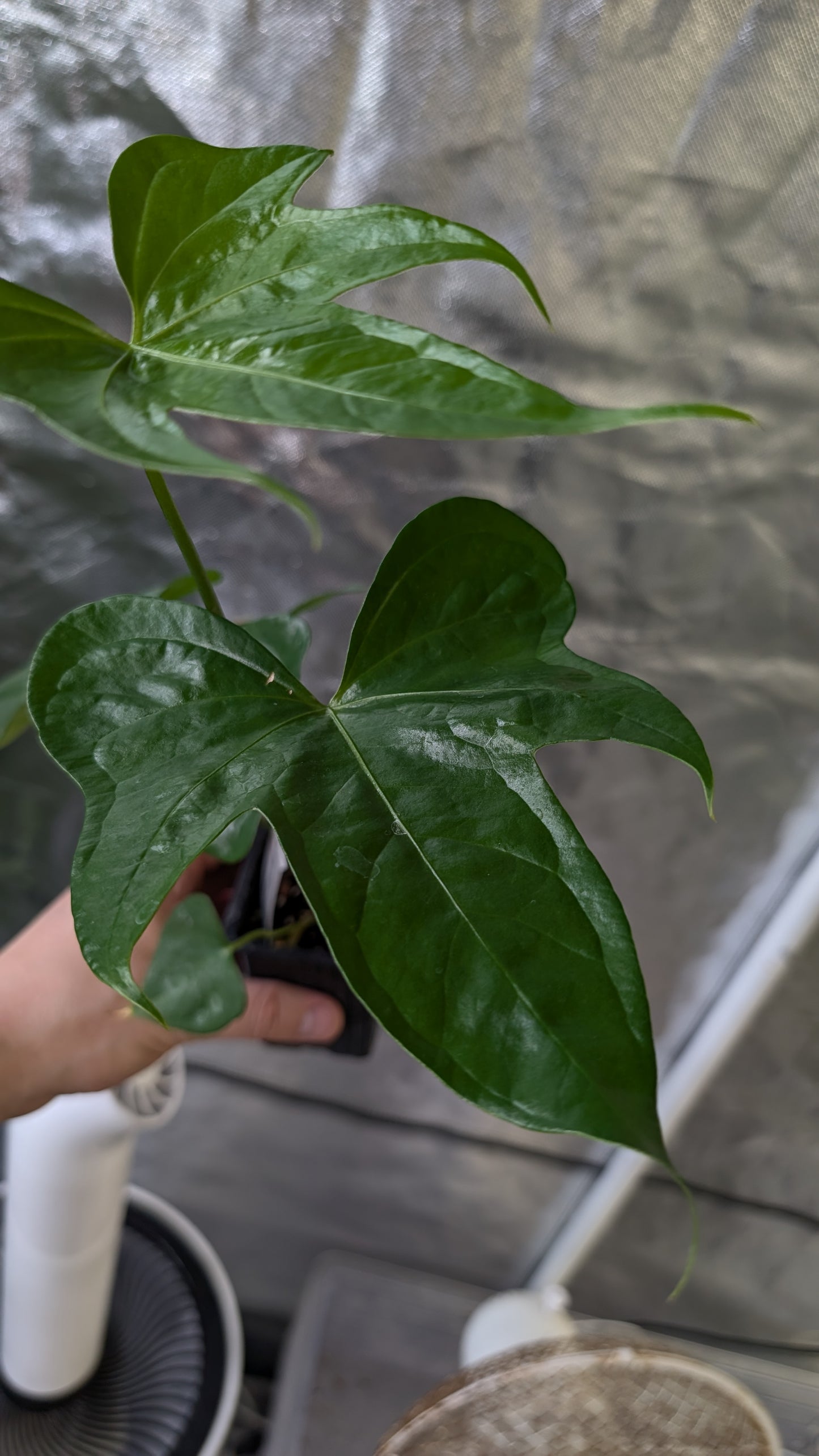 Anthurium Pterodactyl x self