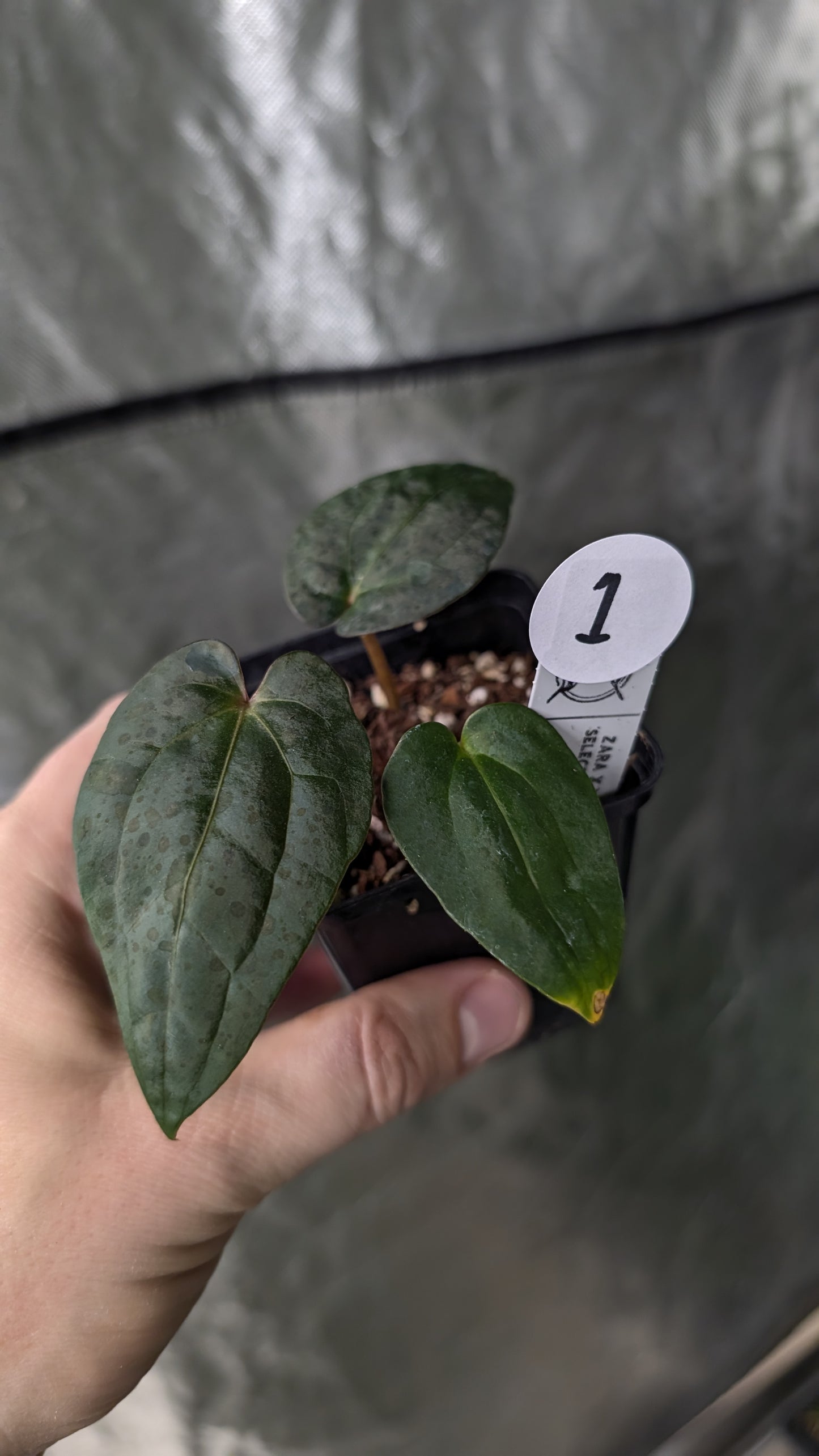 Anthurium Zara x Michelle x Papillilaminum Fort Sherman