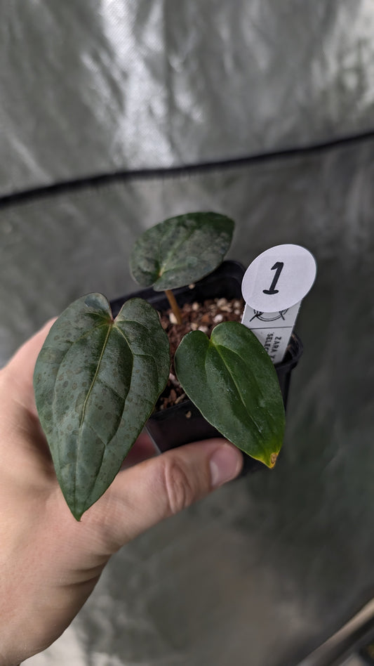 Anthurium Zara x Michelle x Papillilaminum Fort Sherman