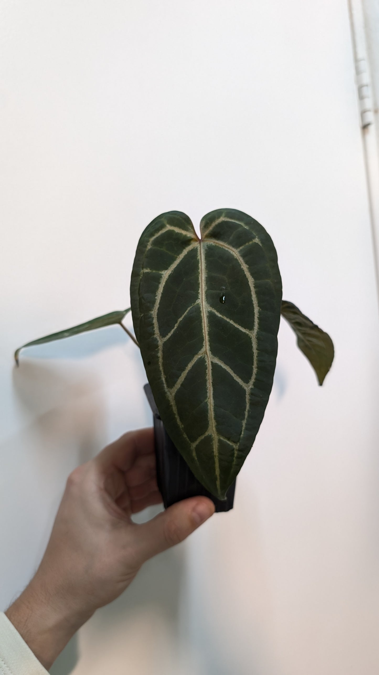 Anthurium Ace of Spades X Zara x Michelle