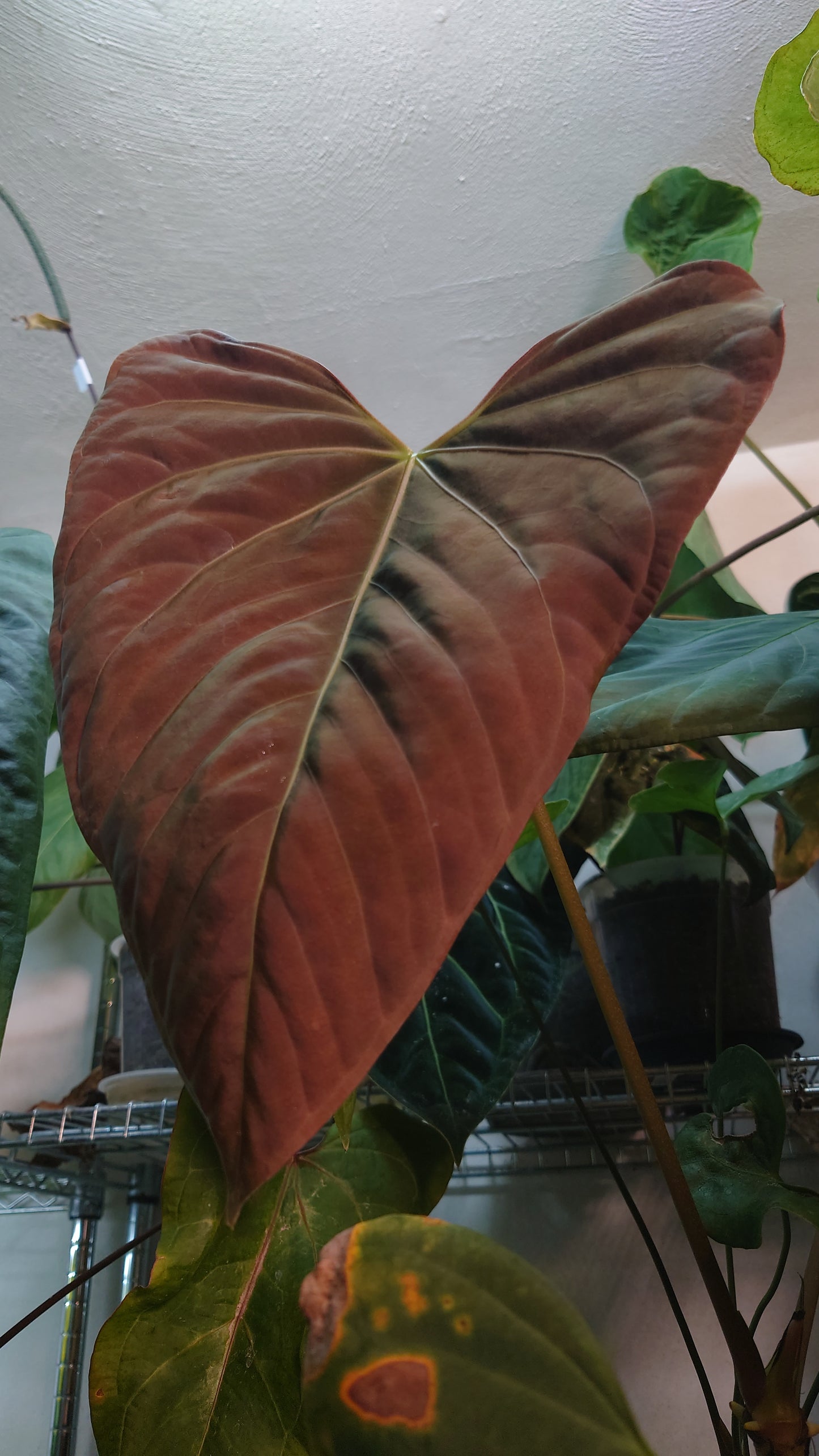 Anthurium Silver Shield x Mr. Worldwide fresh seeds. Set of 2 seeds