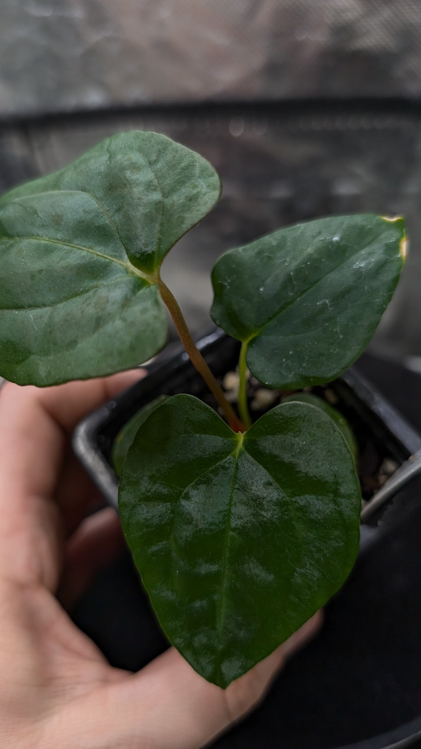 Anthurium Papillilaminum 'Fort Sherman'
