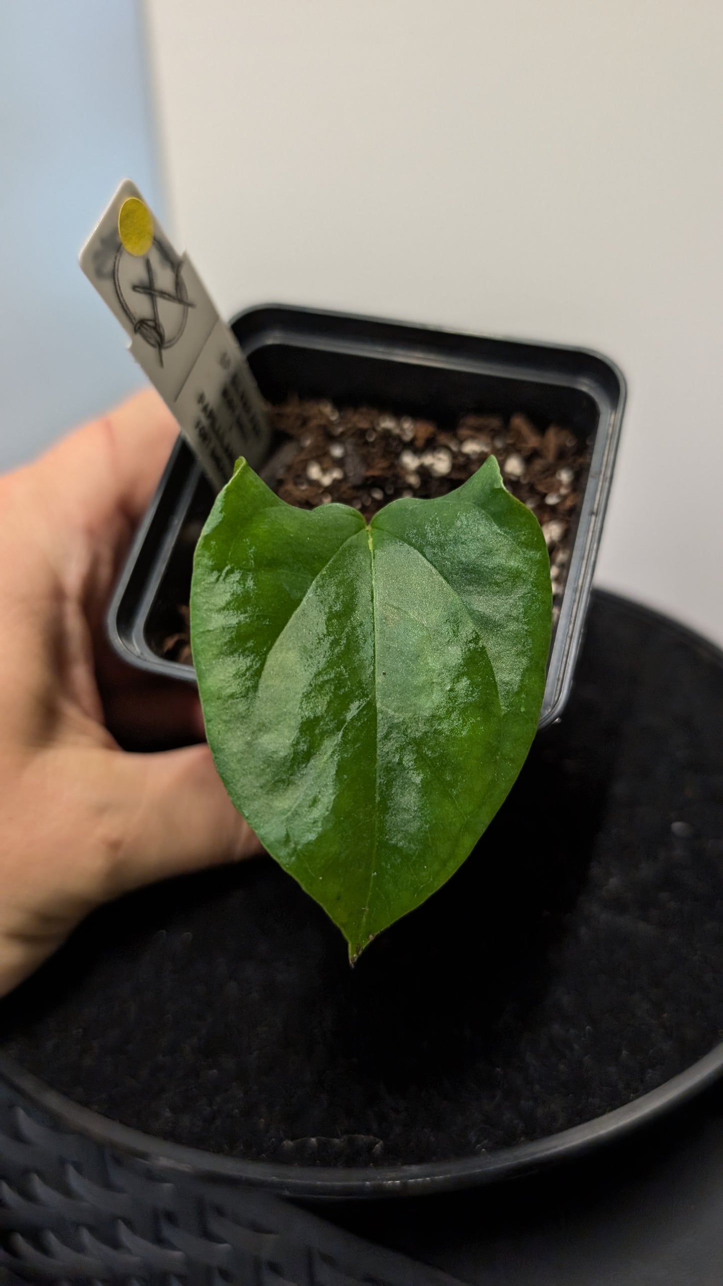 Anthurium SPFS #4 clone (Sp Silver Peru wide sinus x Papillilaminum Fort Sherman)