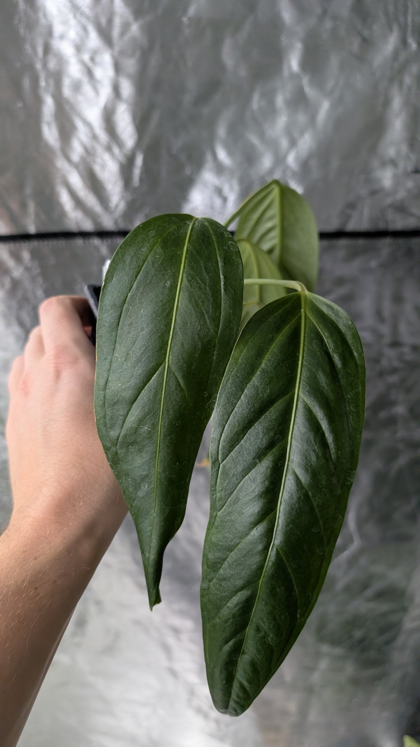 Anthurium Spectabile