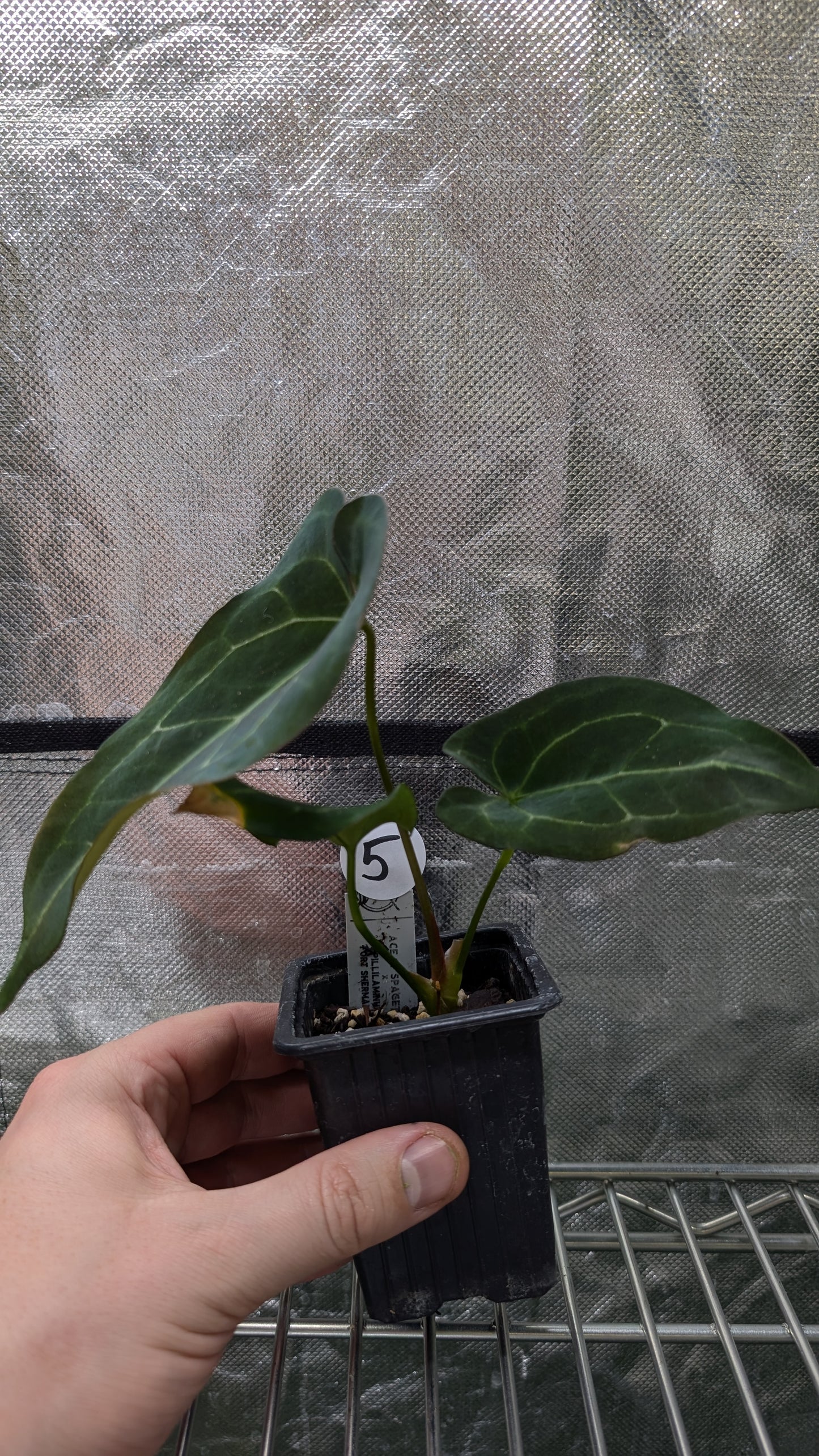 Anthurium Ace of Spagetii x Papillilaminum 'Fort Sherman'