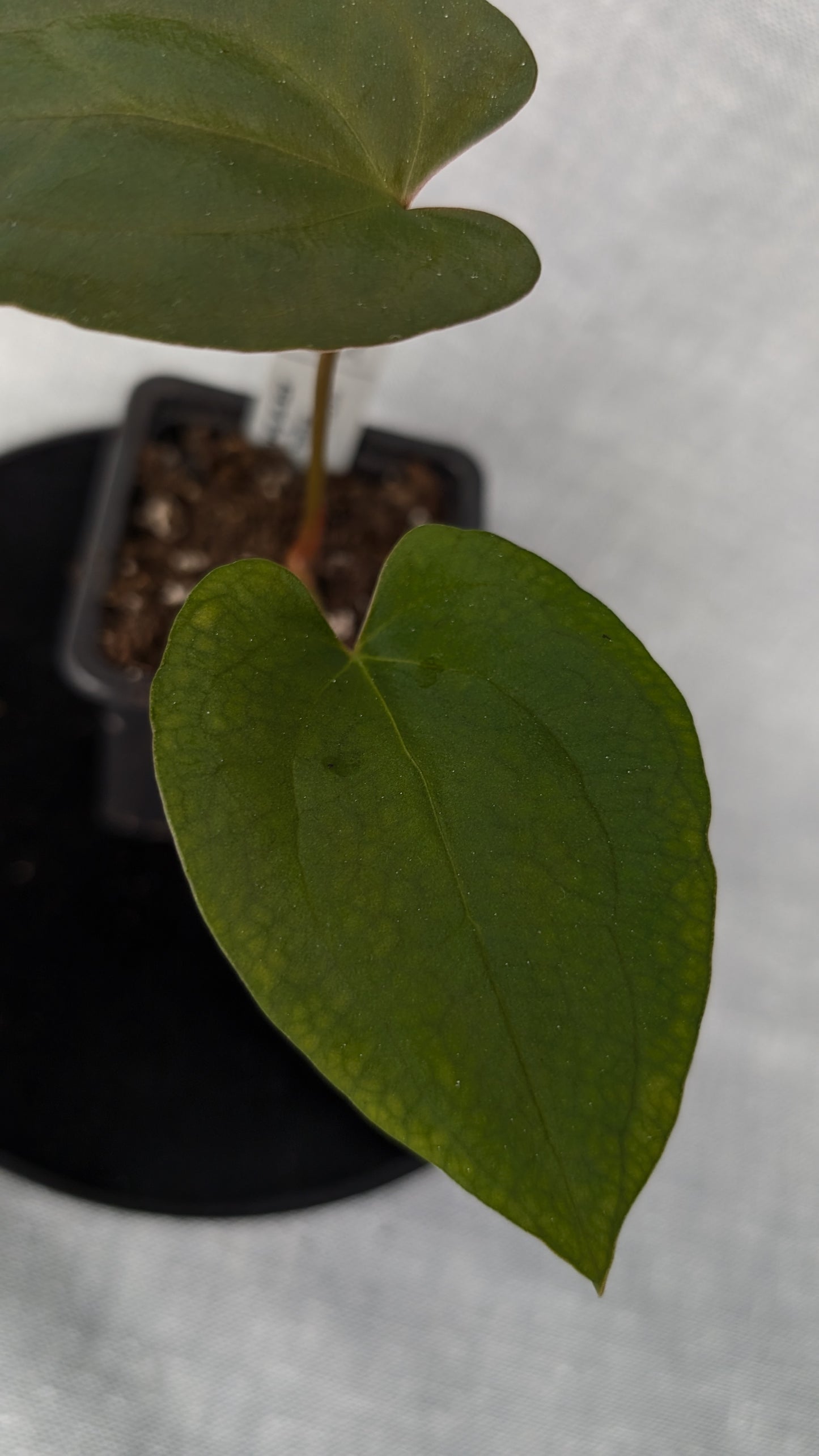 Anthurium Papillilaminum 'Daniel' x Ace of Spagetii