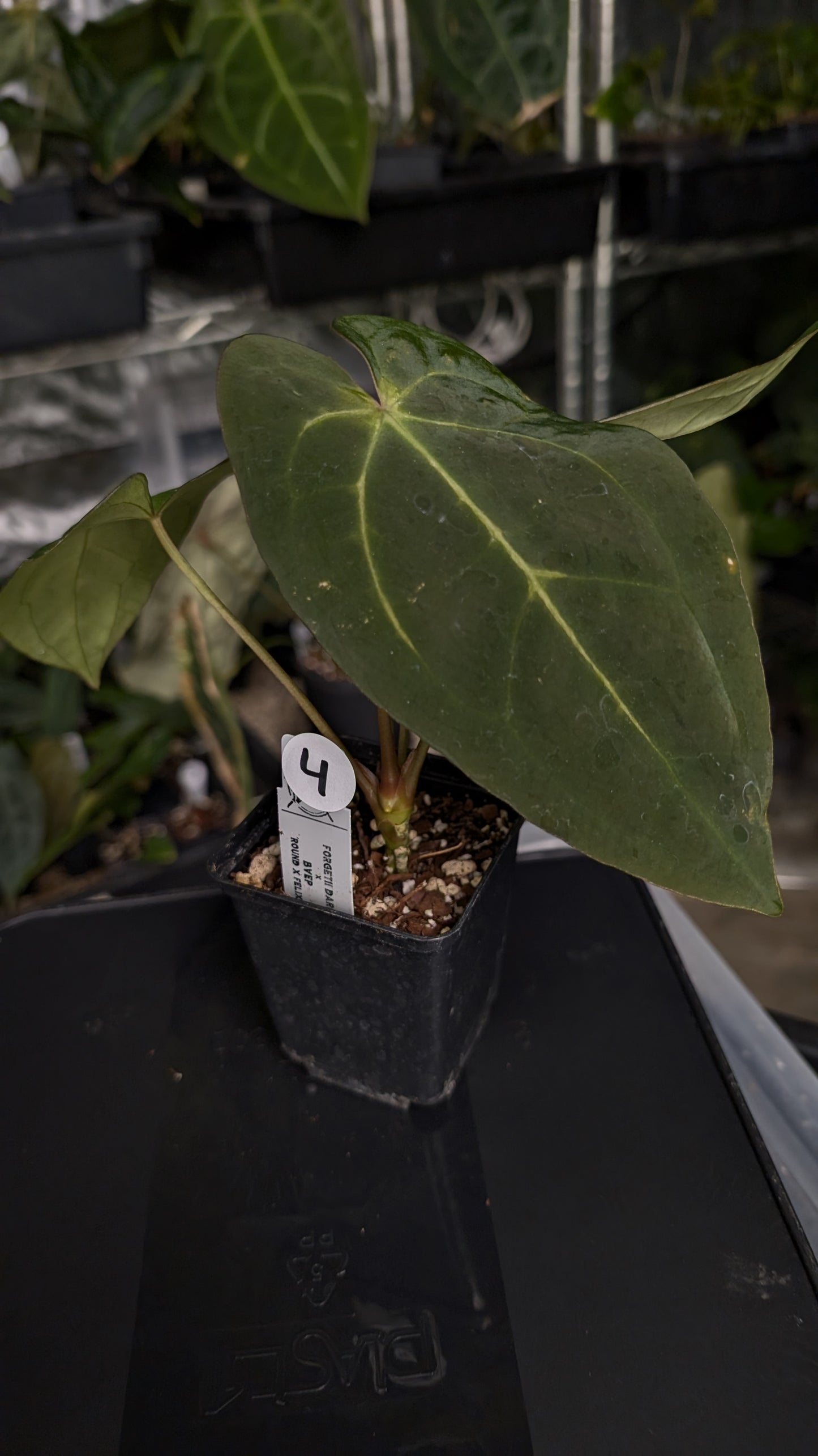 Anthurium Forgetii dark form x BVEP 'Round x Felix'