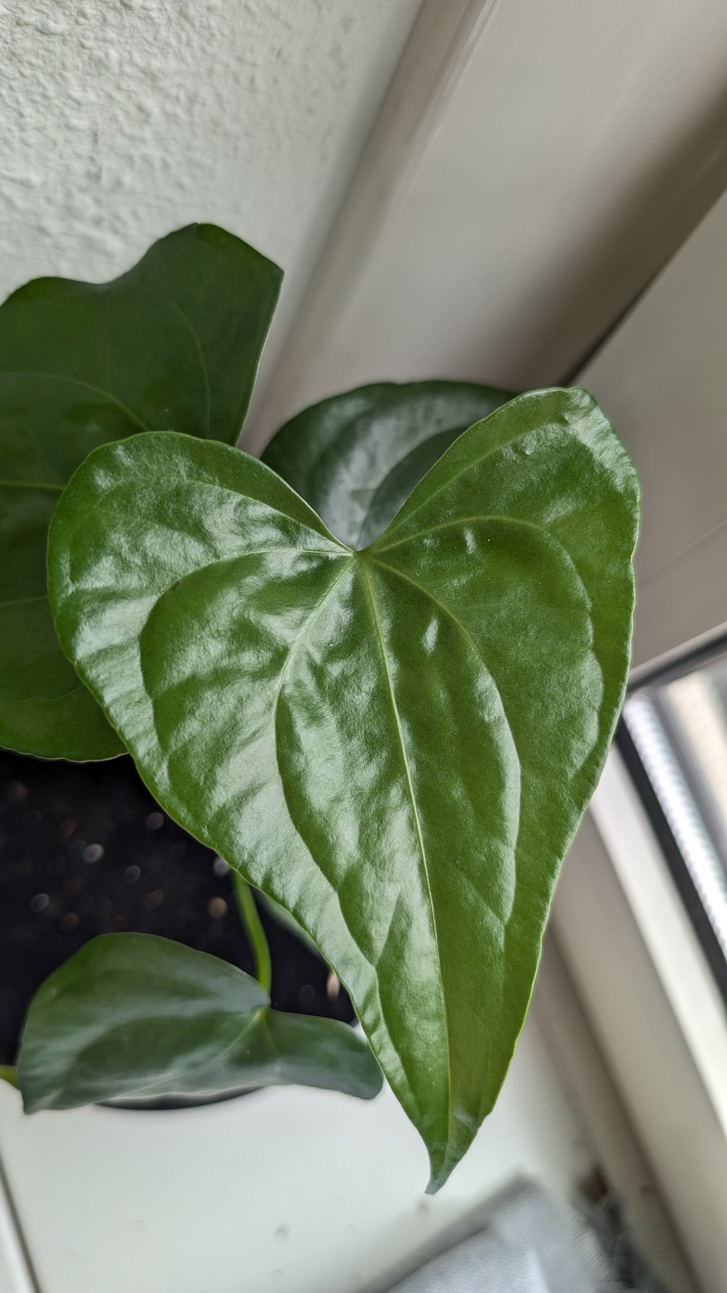 Anthurium Pterodactyl x self