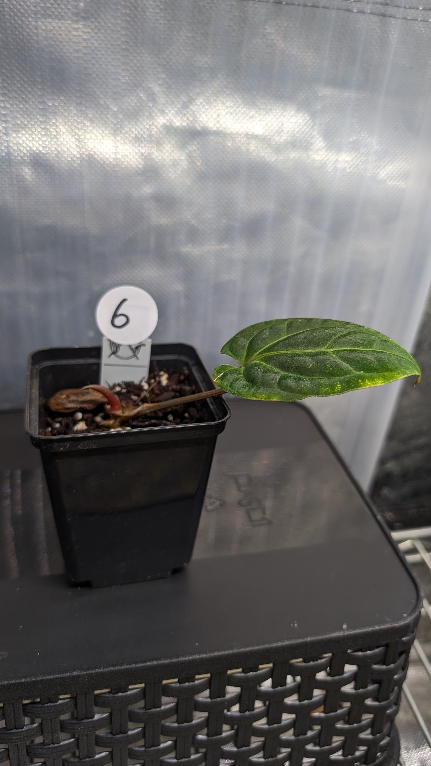 Anthurium Besseae aff. 'Black Pillow'