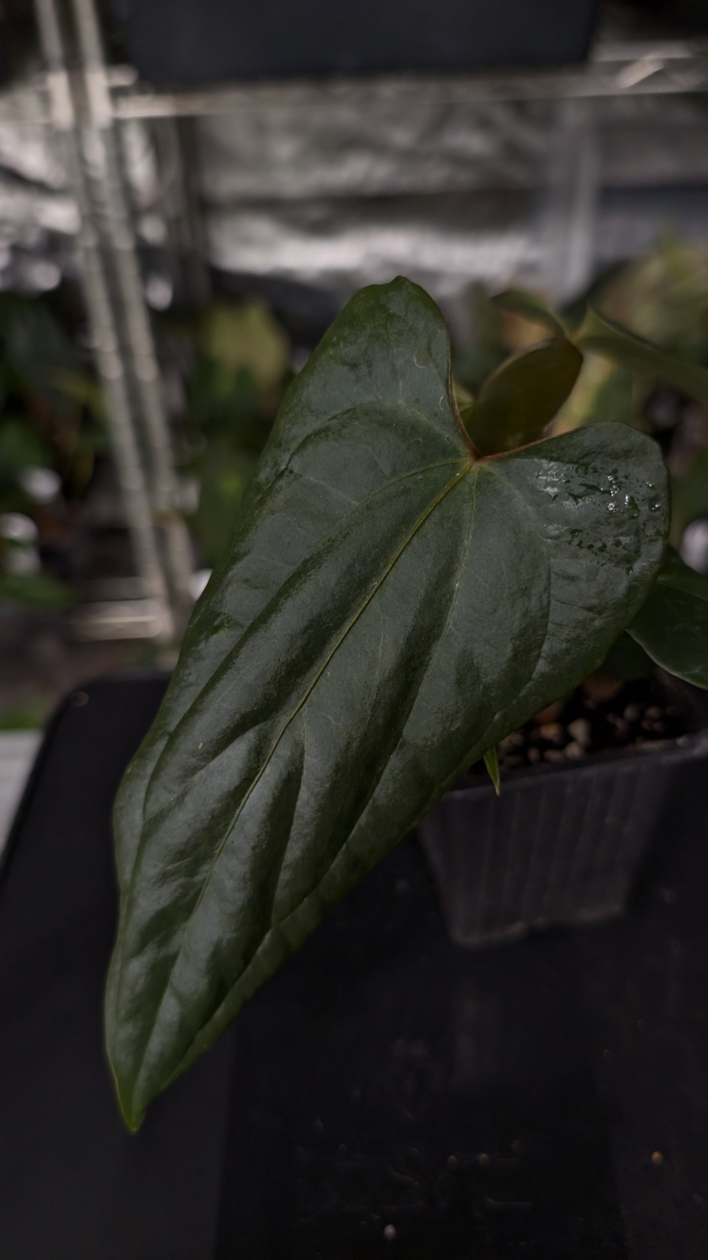 Anthurium Sp. Silver Peru Wide Sinus x Papillilaminum 'Fort Sherman'
