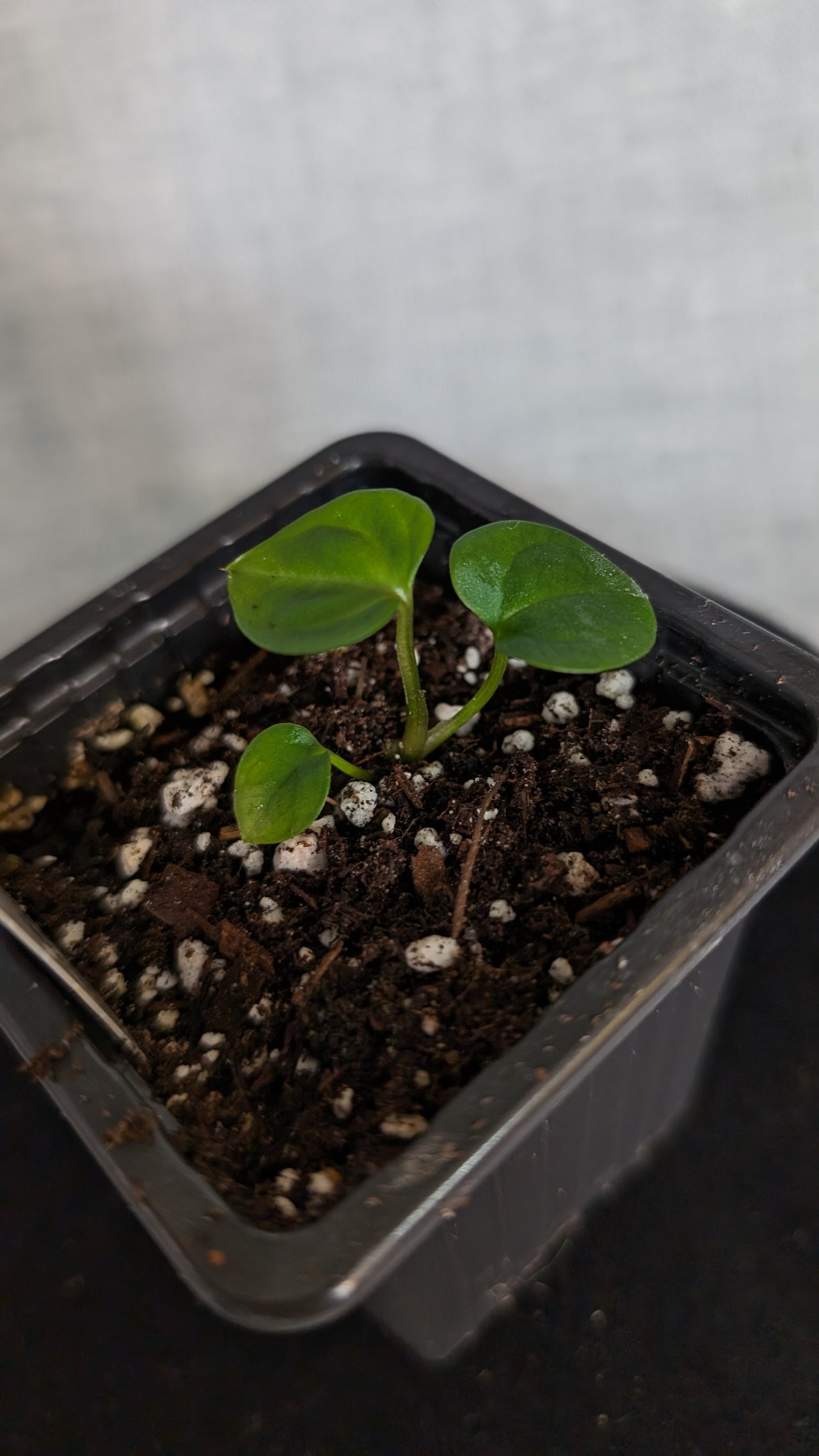 Anthurium Besseae aff. 'Black Pillow'