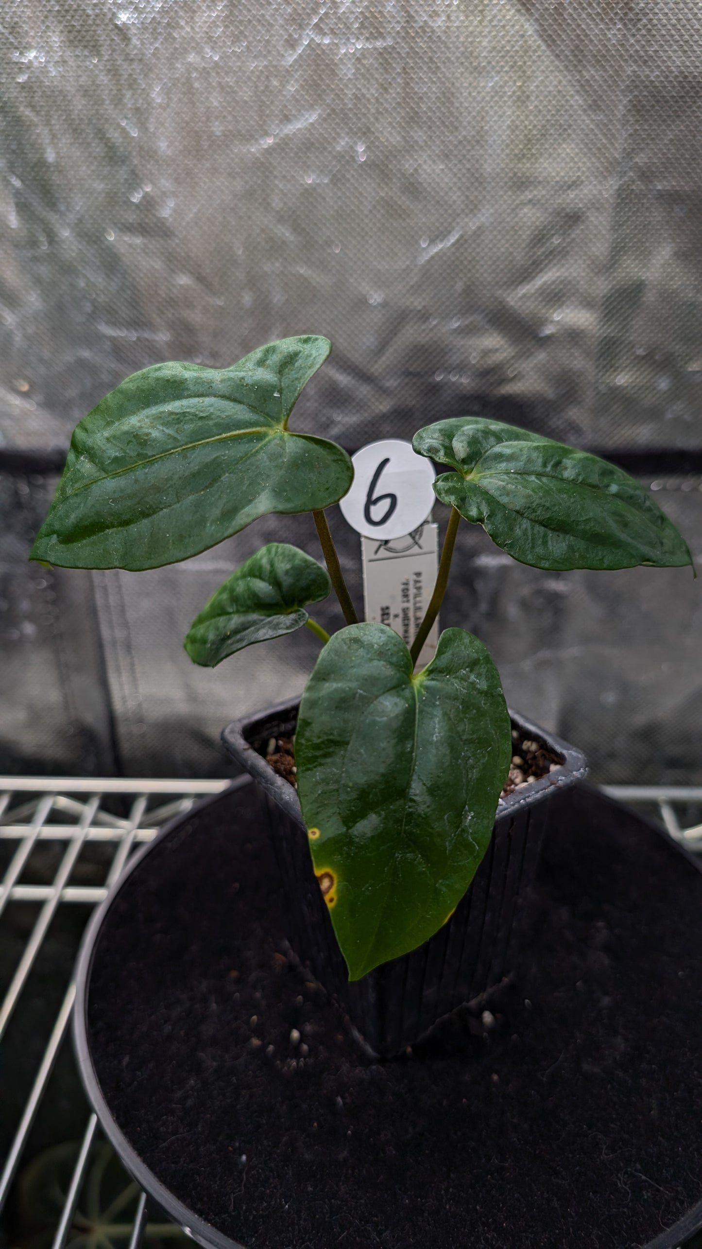 Anthurium Papillilaminum 'Fort Sherman'
