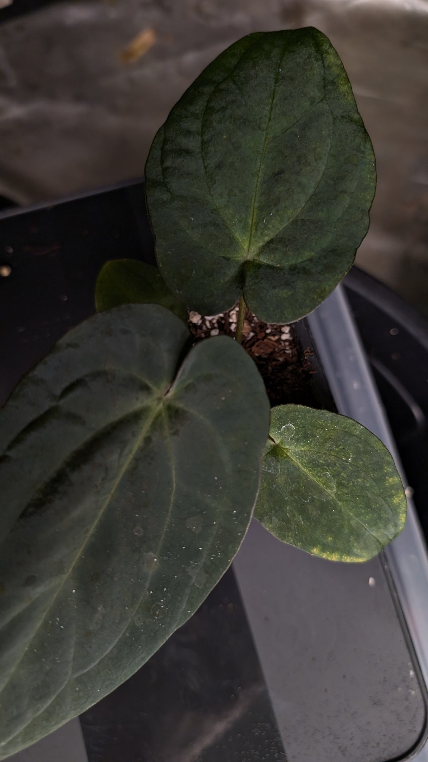Anthurium Ace of Spagetii x BVEP 'Round x Felix'
