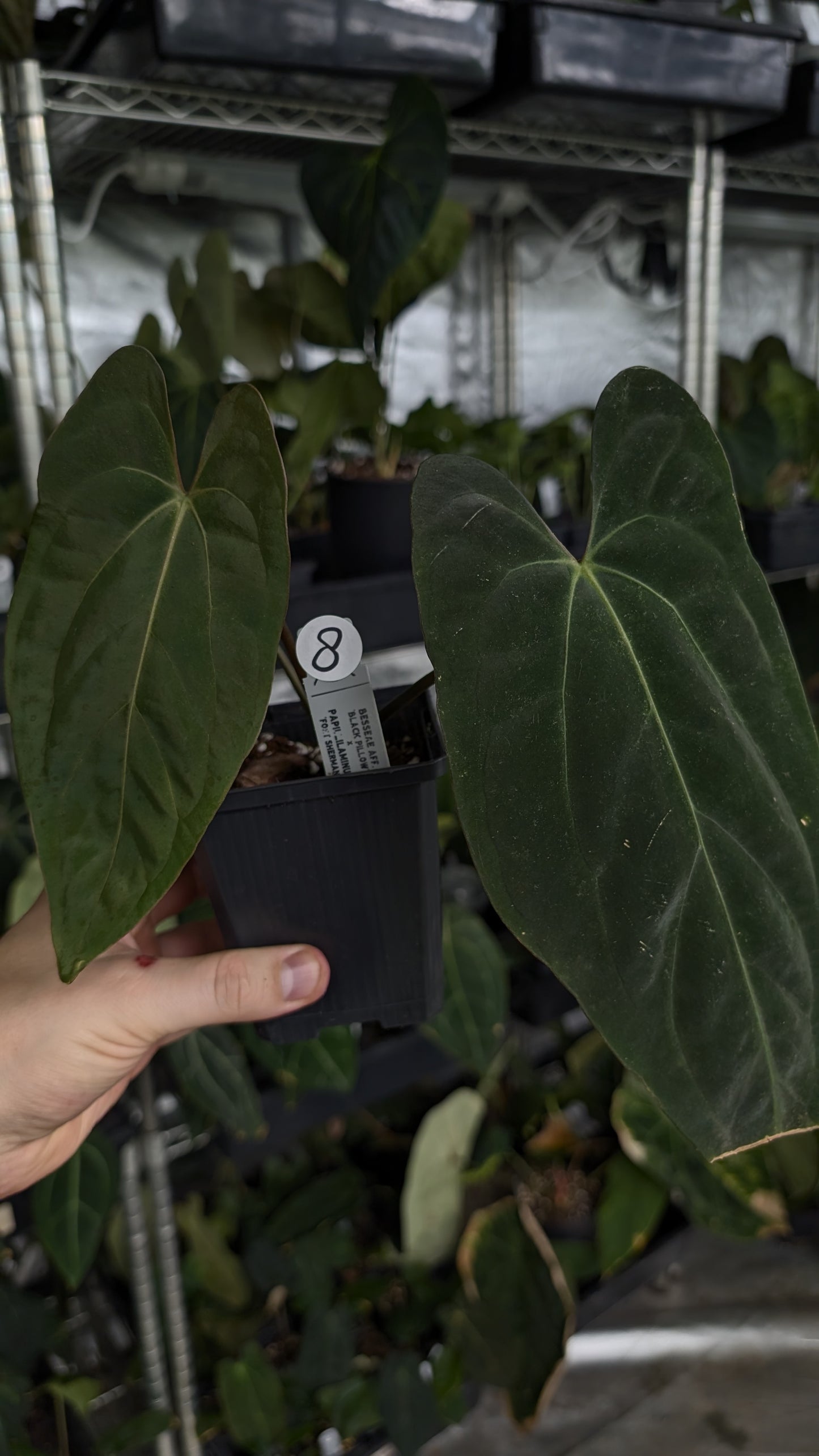 Anthurium Besseae aff 'Black Pillow' x Papillilaminum 'Fort Sherman'