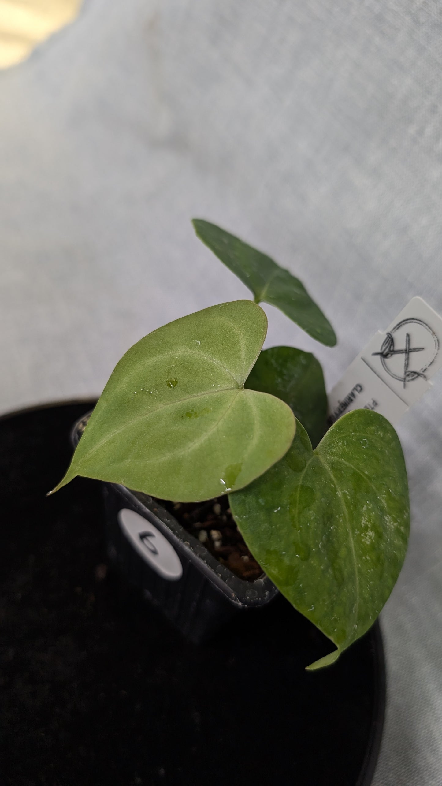 Anthurium Pterodactyl variegata x Clarinervium (or x self)
