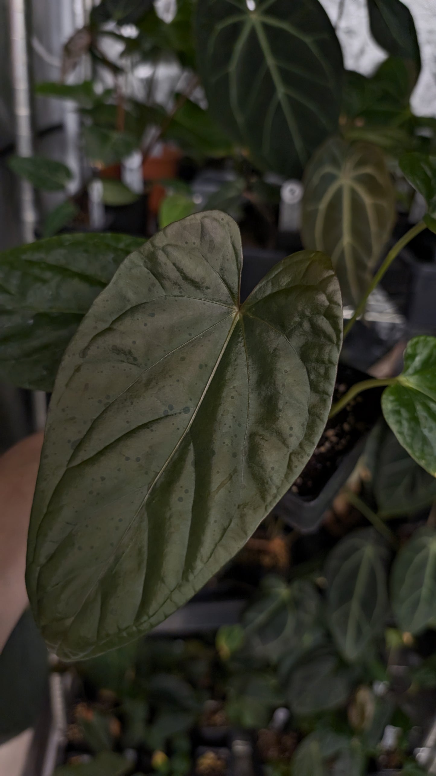 Anthurium Mr Worldwide x Debile (also sometimes called Debilis)