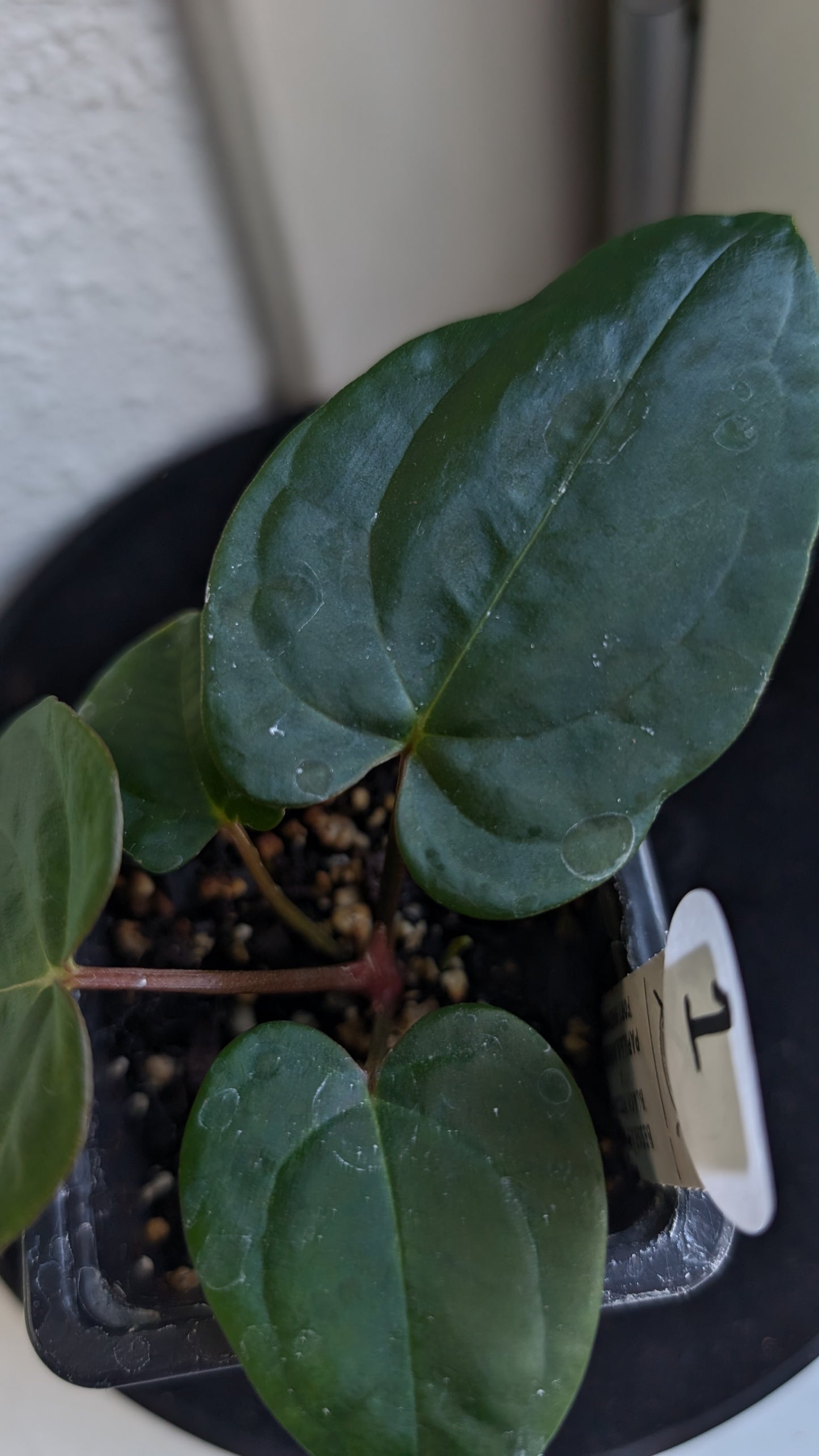 Anthurium Besseae aff 'Black Pillow' x Papillilaminum 'Fort Sherman' seedlings