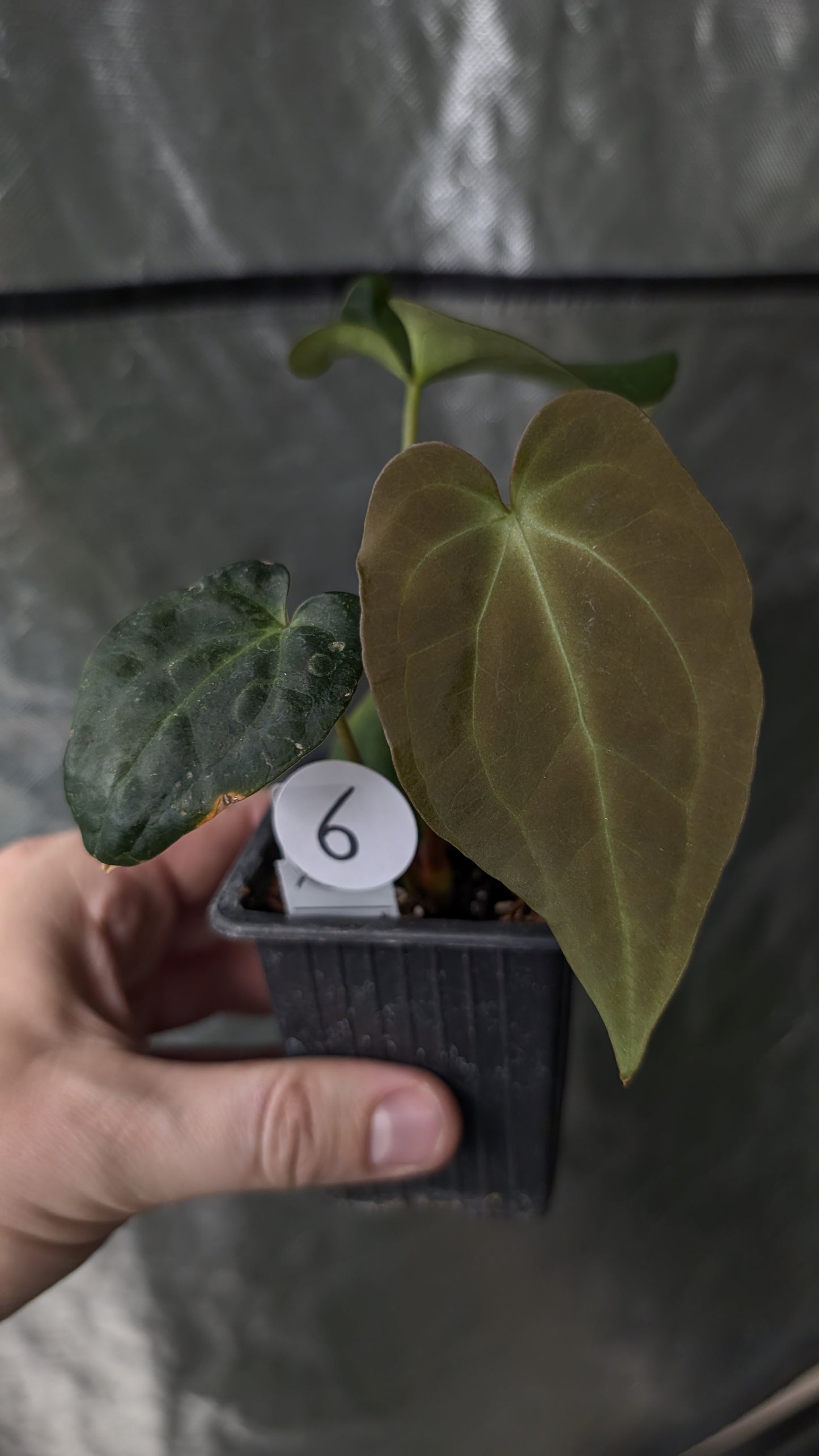 Anthurium Ace of Spagetii x BVEP 'Round x Felix'