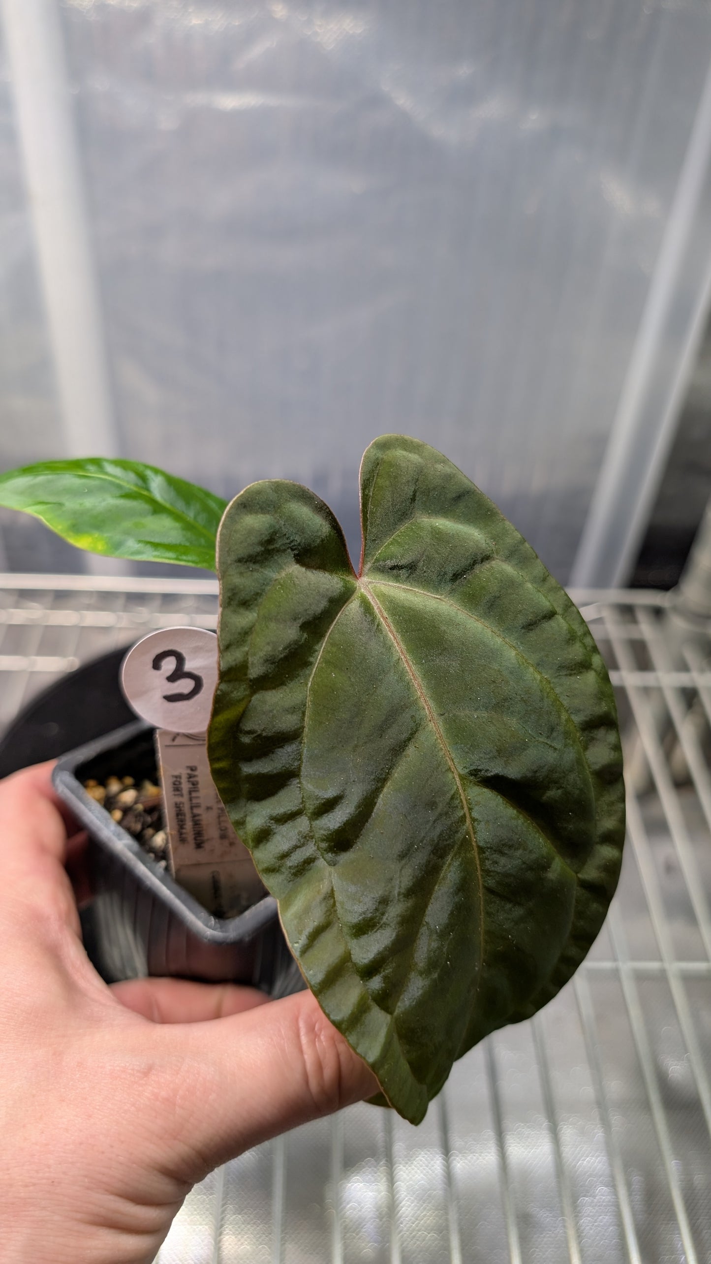 Anthurium Besseae aff 'Black Pillow' x Papillilaminum 'Fort Sherman' seedlings