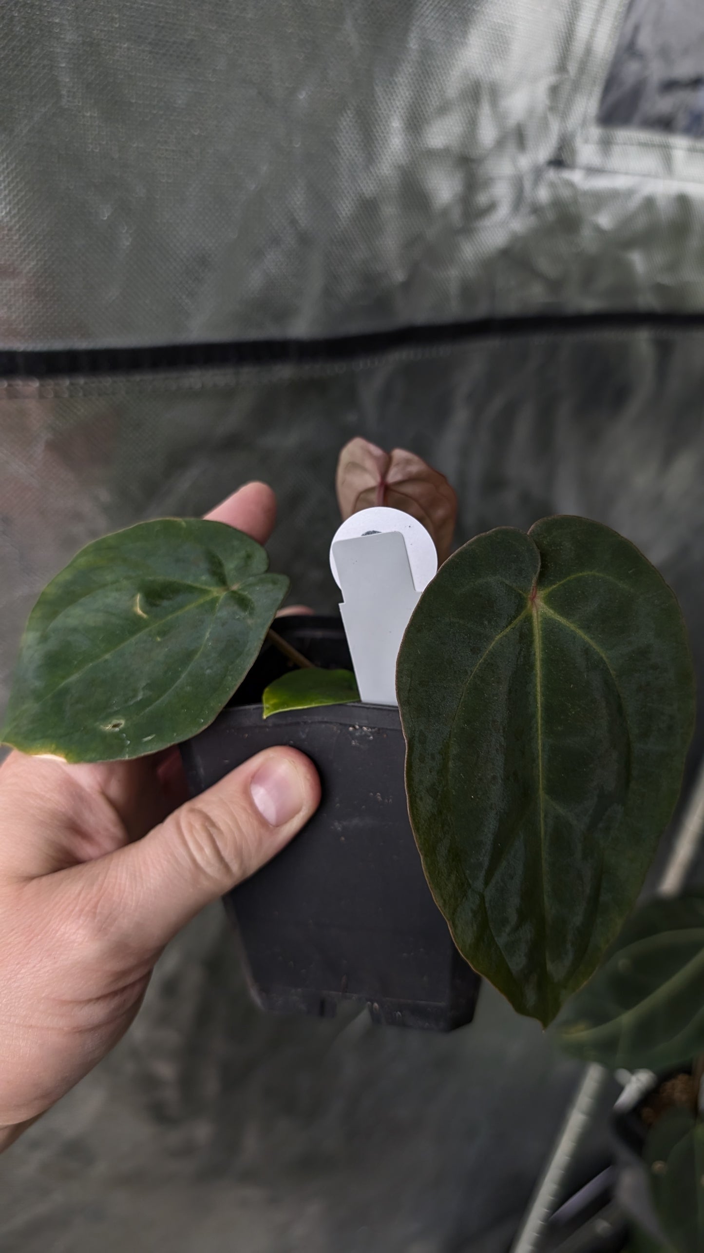Anthurium [Besseae aff. x Forgetii dark] x BVEP Round x Felix