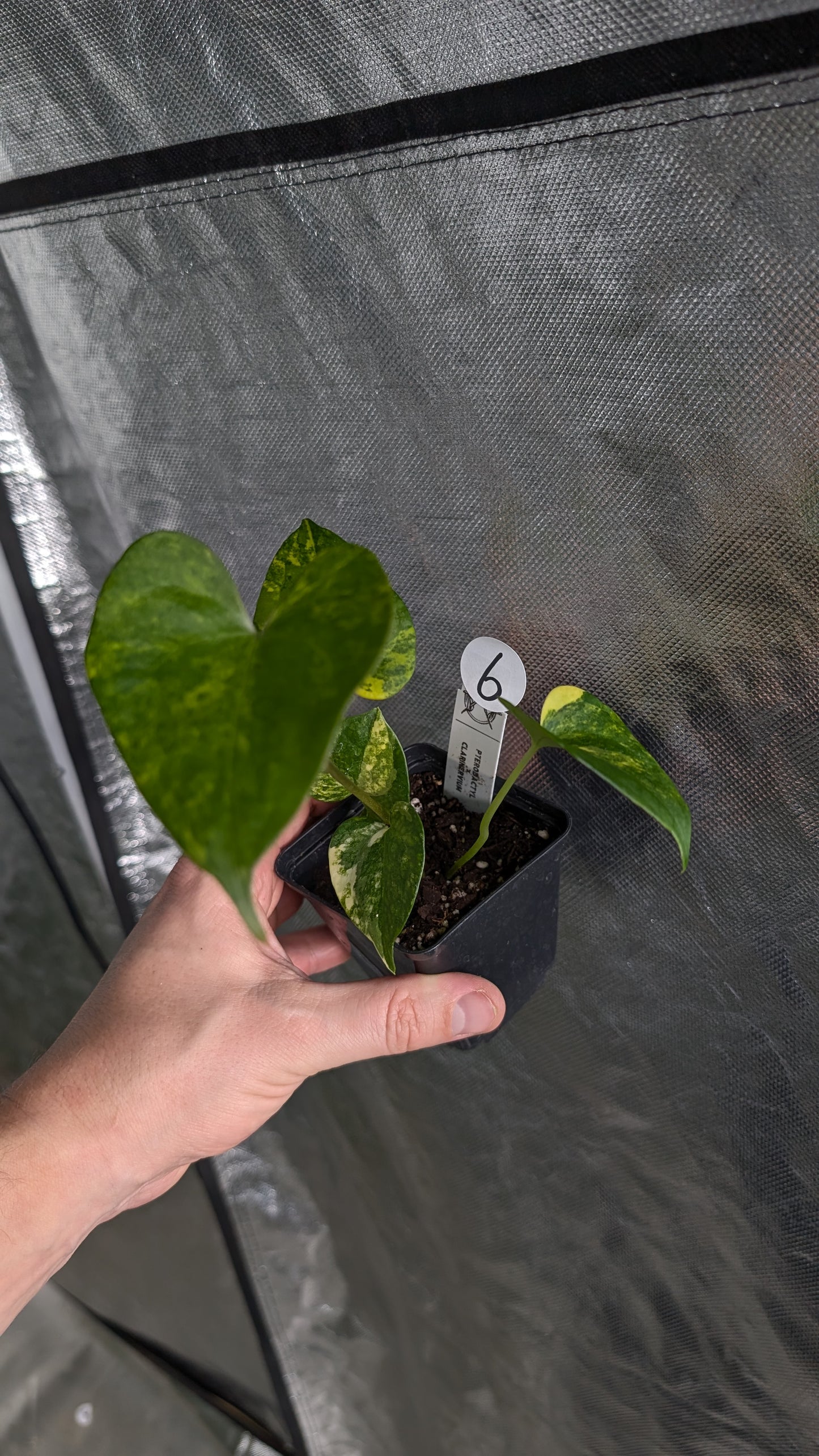 *Variegated* Anthurium Pterodactyl variegata x Clarinervium (or x self)