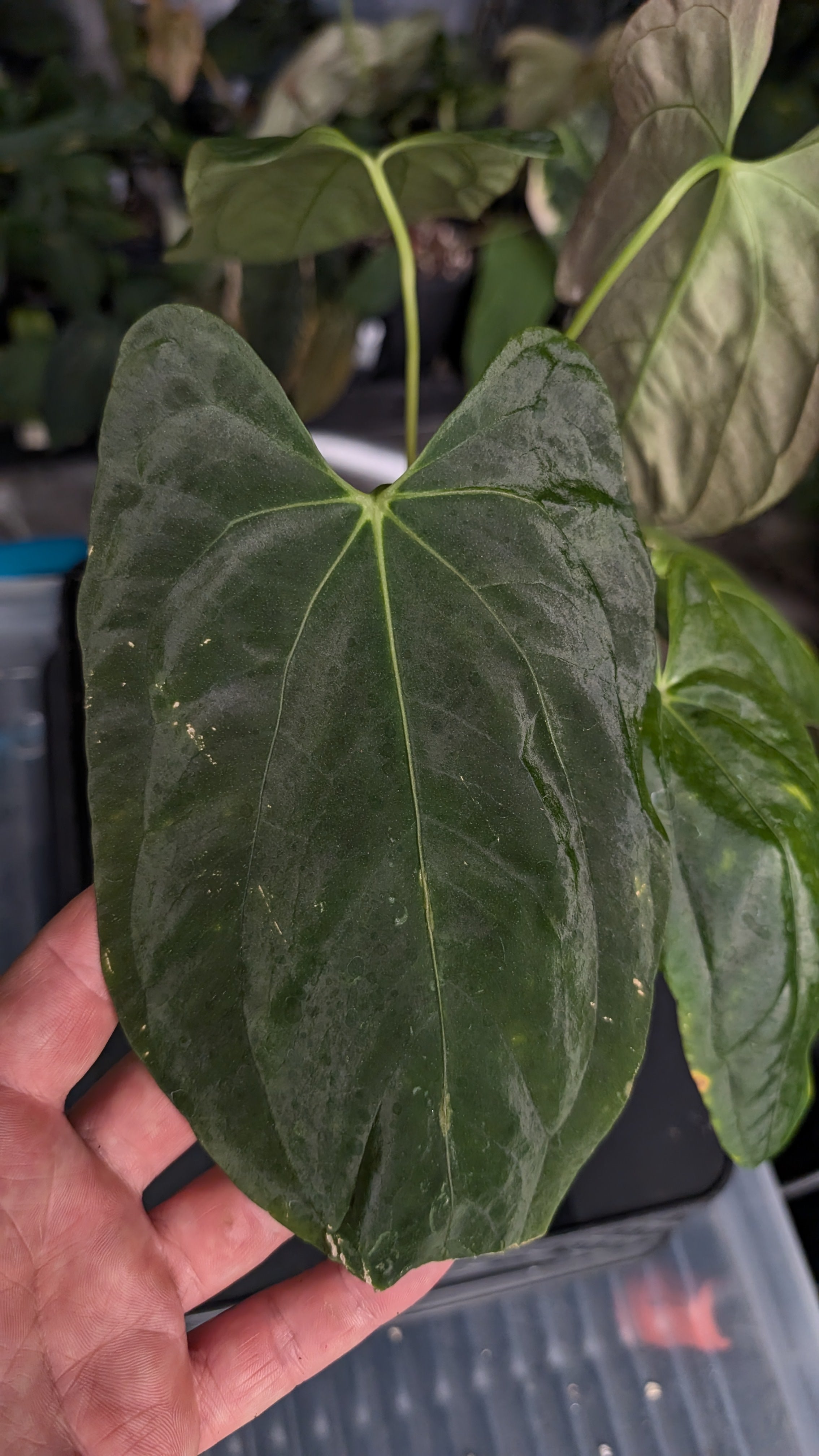 Anthurium Papillilaminum 'Fort Sherman' – Curious Plants