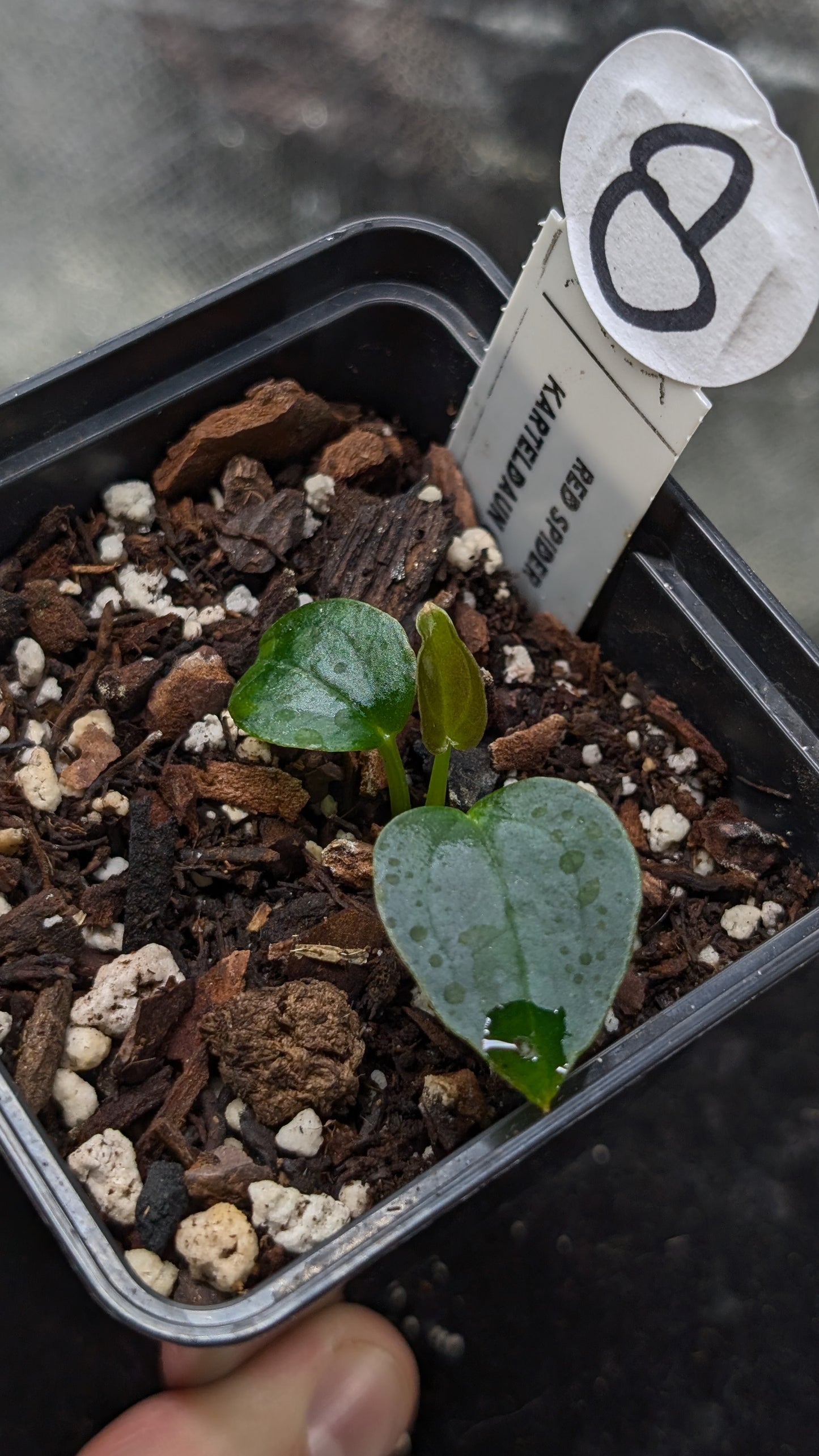 Anthurium Red Spider CLONE