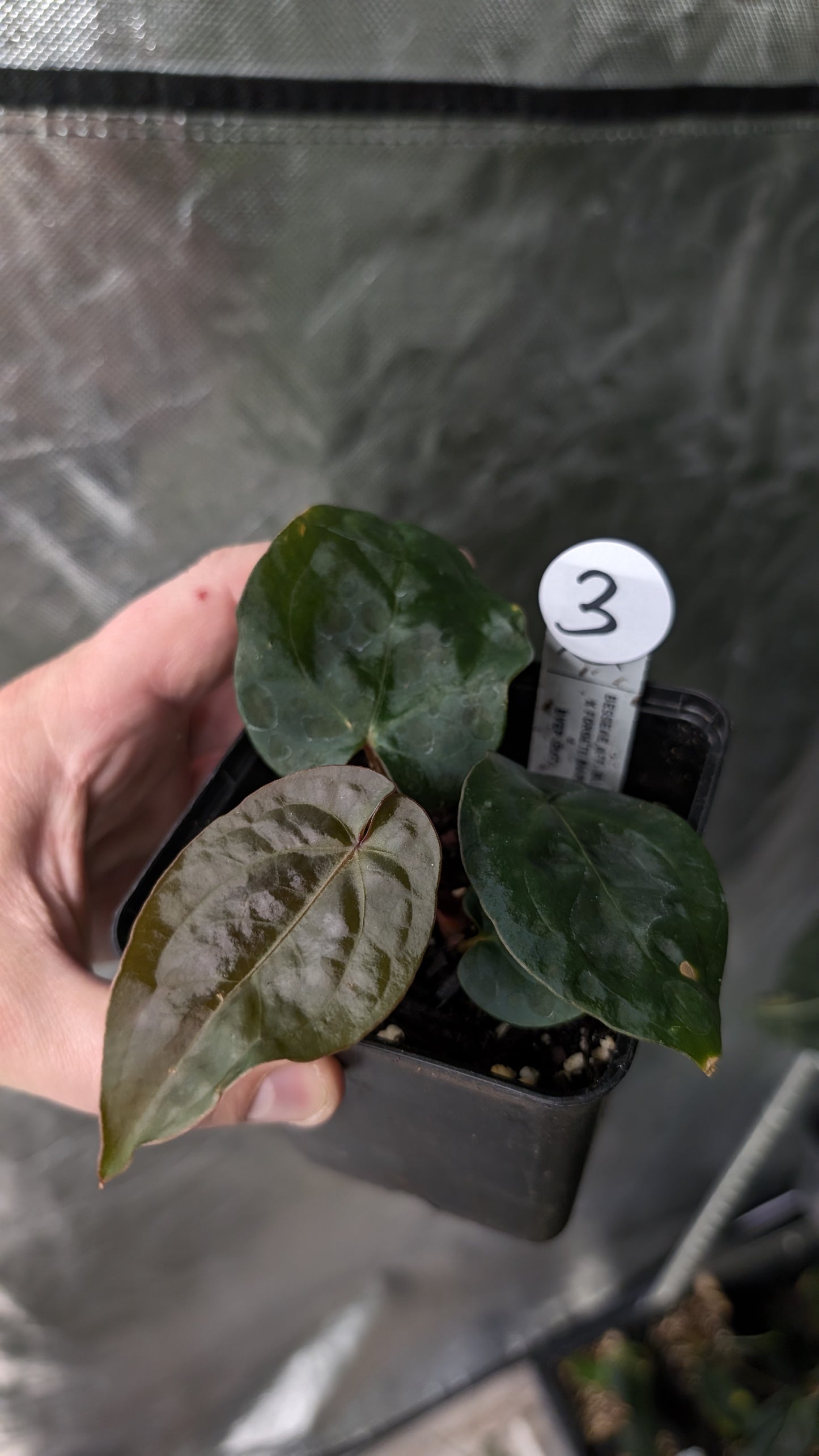 Anthurium [Besseae aff. x Forgetii dark] x BVEP Round x Felix