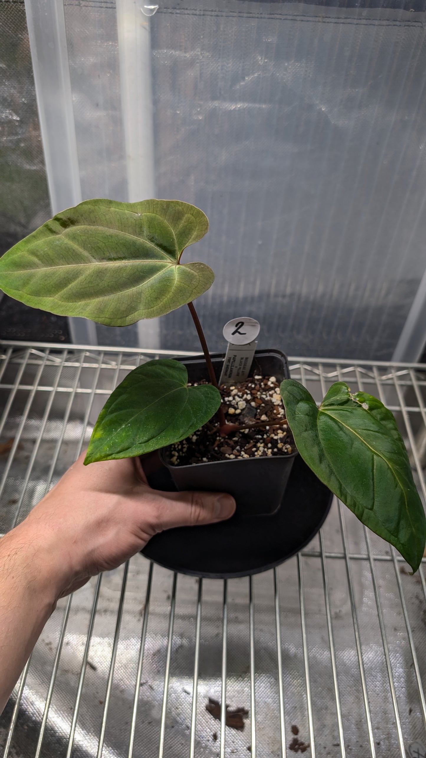 Anthurium Besseae aff 'Black Pillow' x Papillilaminum 'Fort Sherman' seedlings