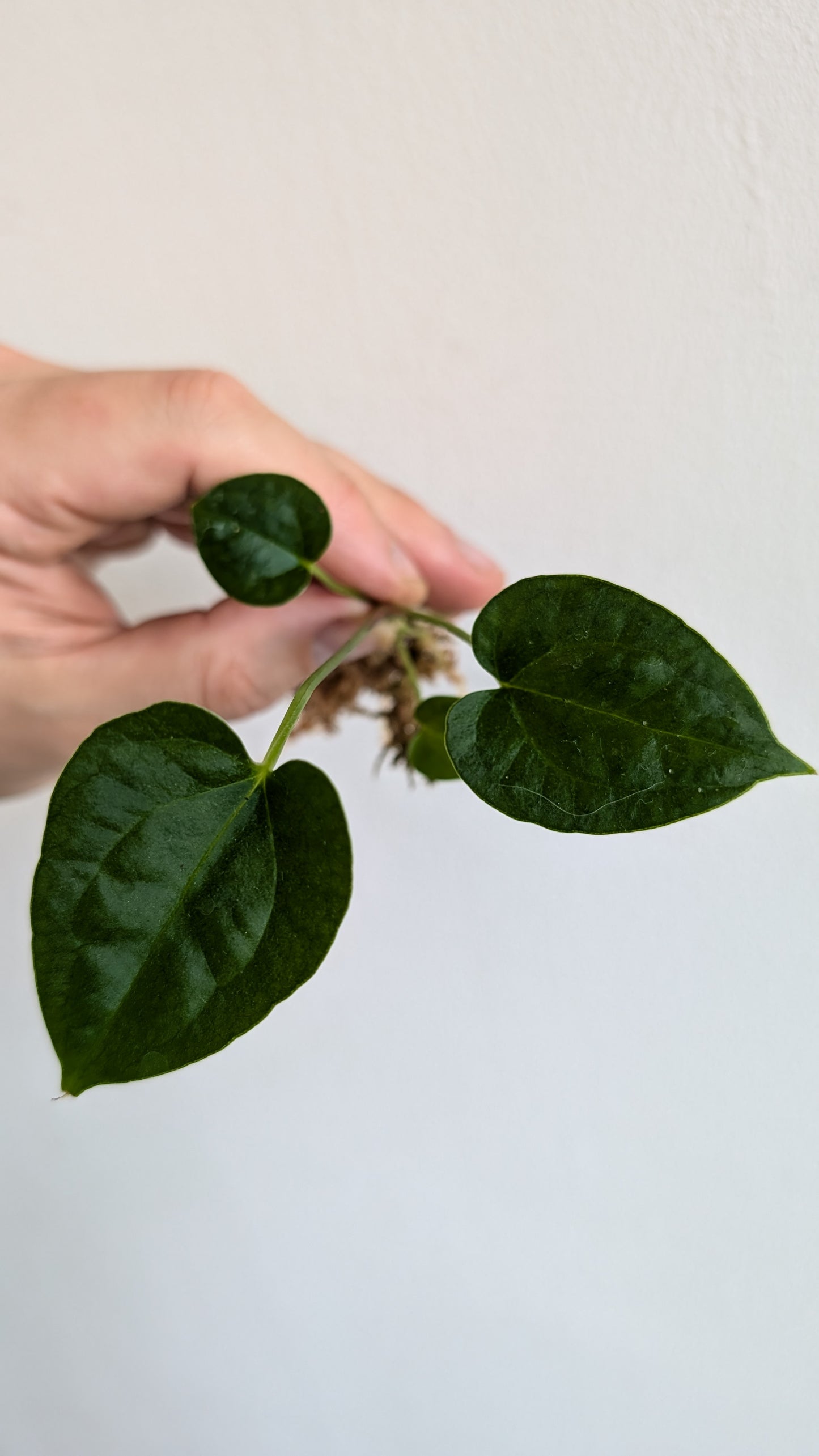 Anthurium Magnificum x Papillilaminum 'Daniel'