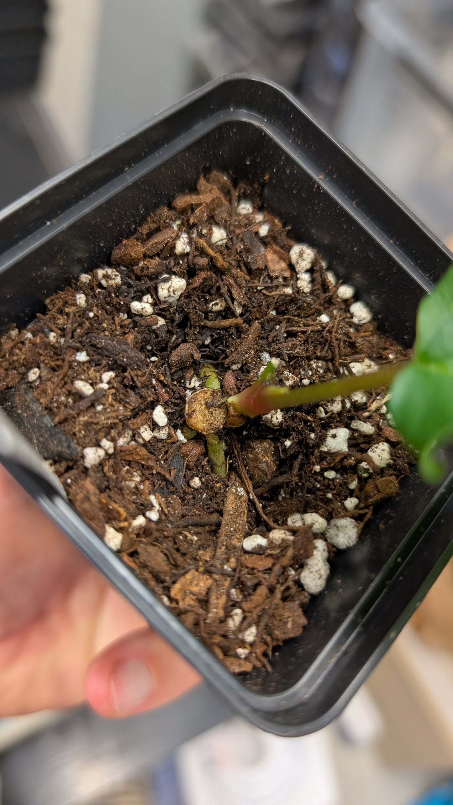 Anthurium SPFS #4 clone (Sp Silver Peru wide sinus x Papillilaminum Fort Sherman)