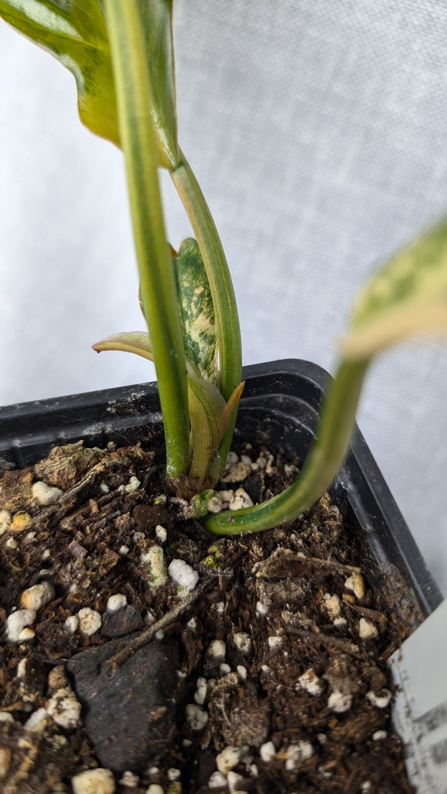 Philodendron Caramel Marble Variegata