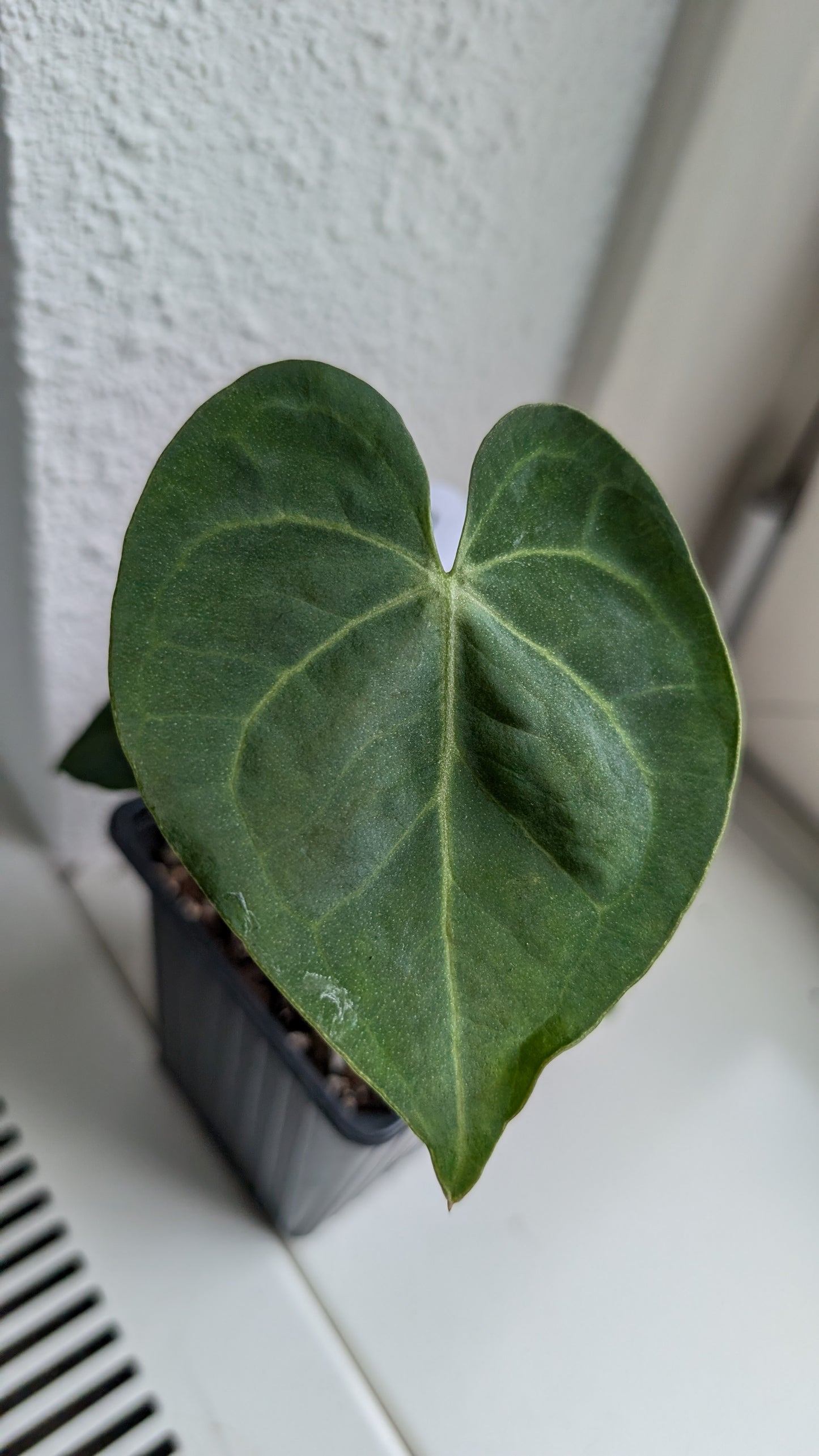 Anthurium Clarinervium x Berriozabalense x self