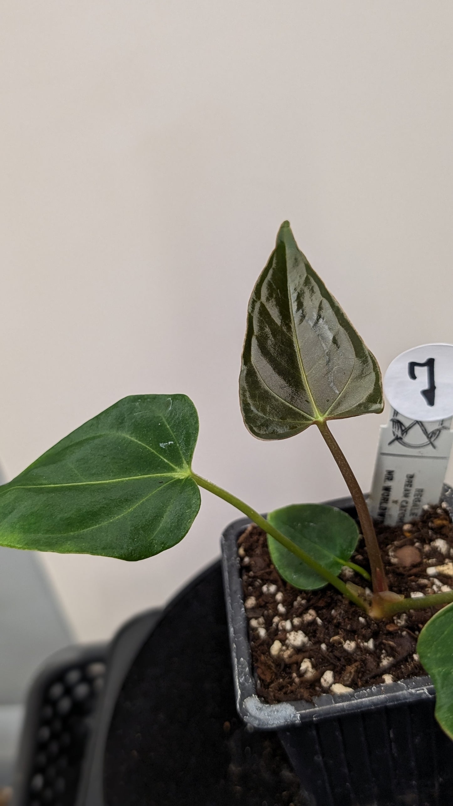 Anthurium Regale 'Dream Catcher' x Mr. Worldwide