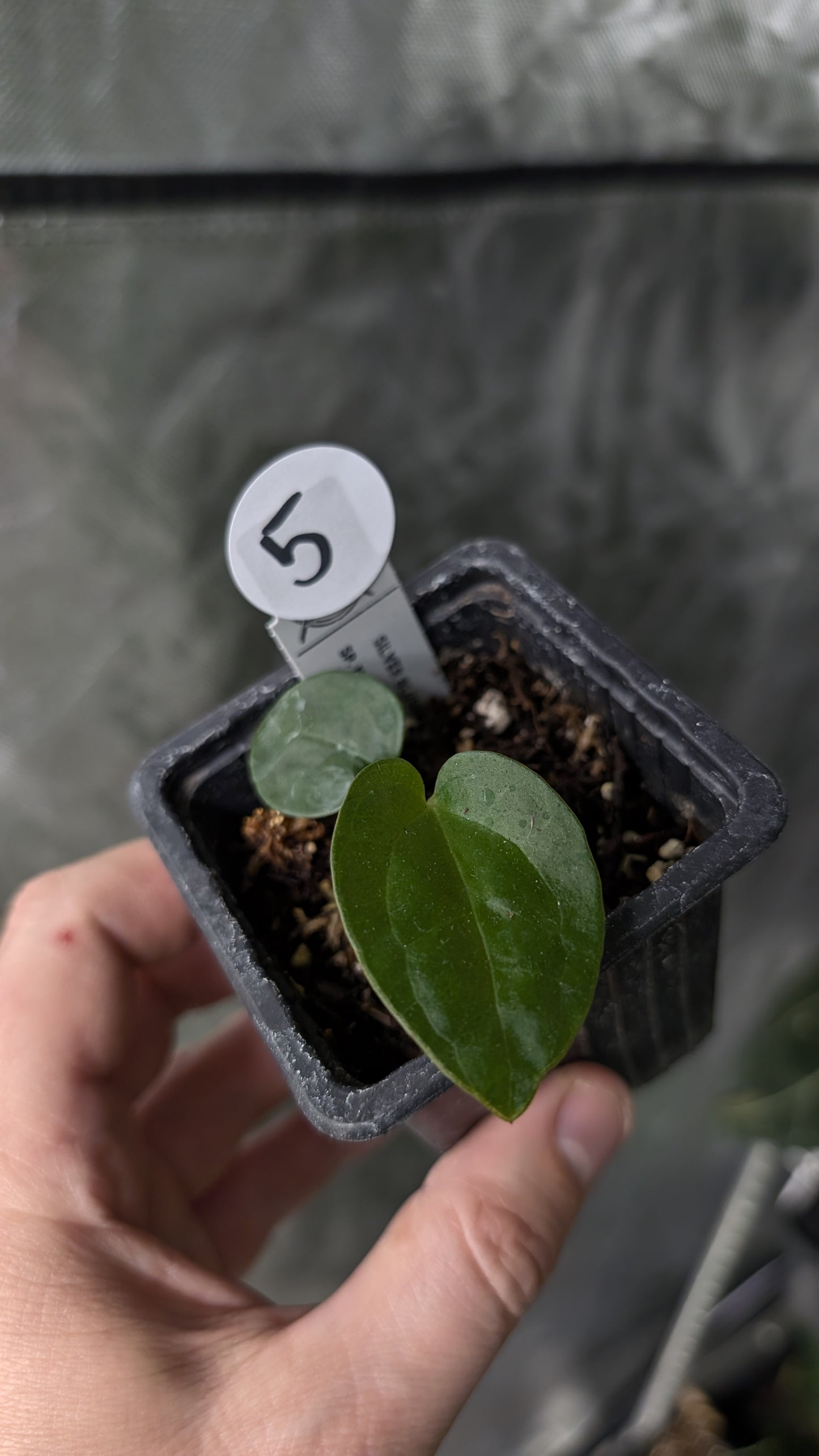 Anthurium Silver Blush Mint x Sp. Napo x Luxurians