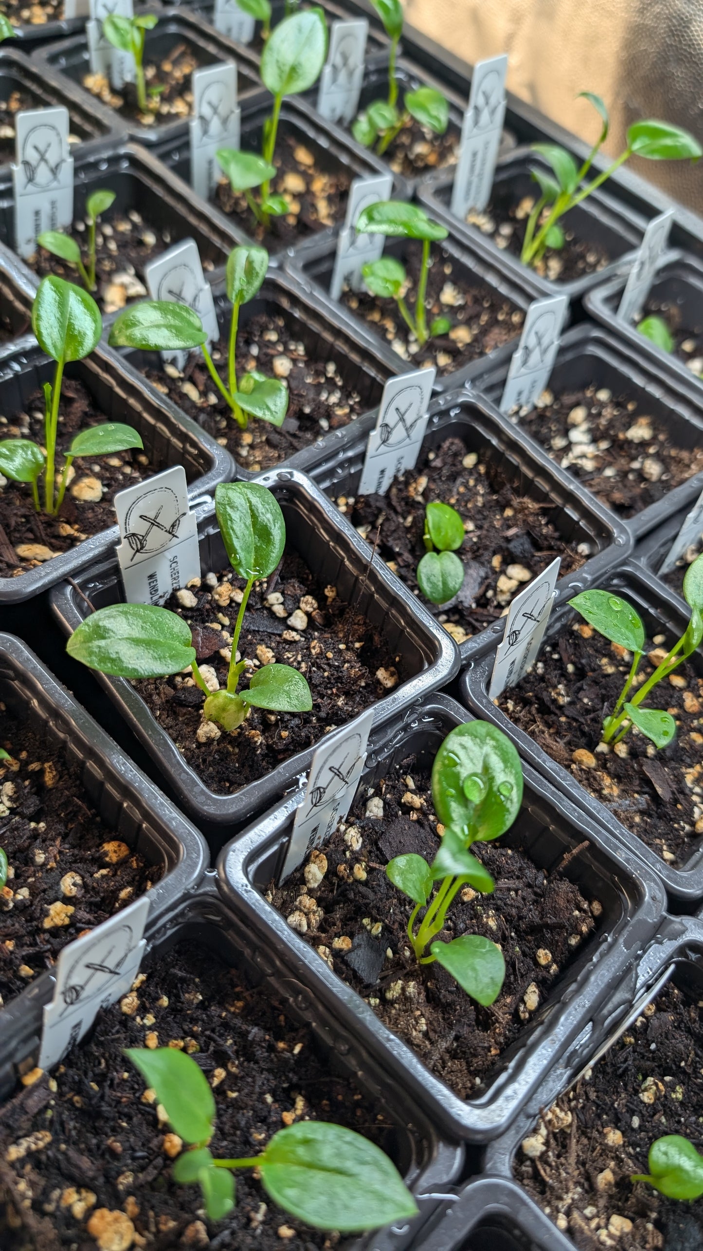 Anthurium Scherzerianum x Wendlingeri