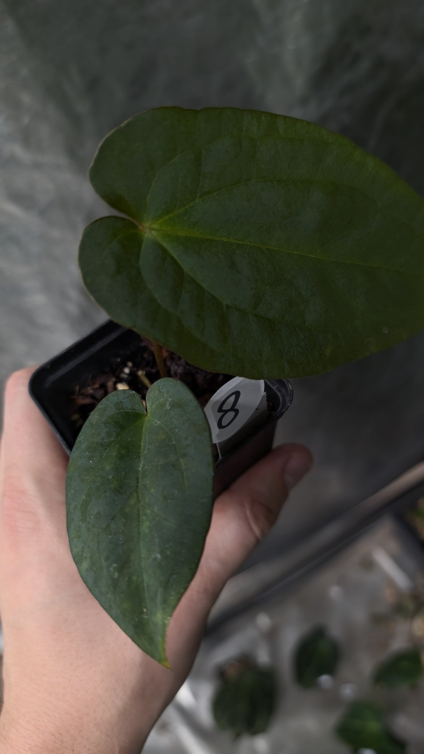 Anthurium Ace of Spagetii x BVEP 'Round x Felix'