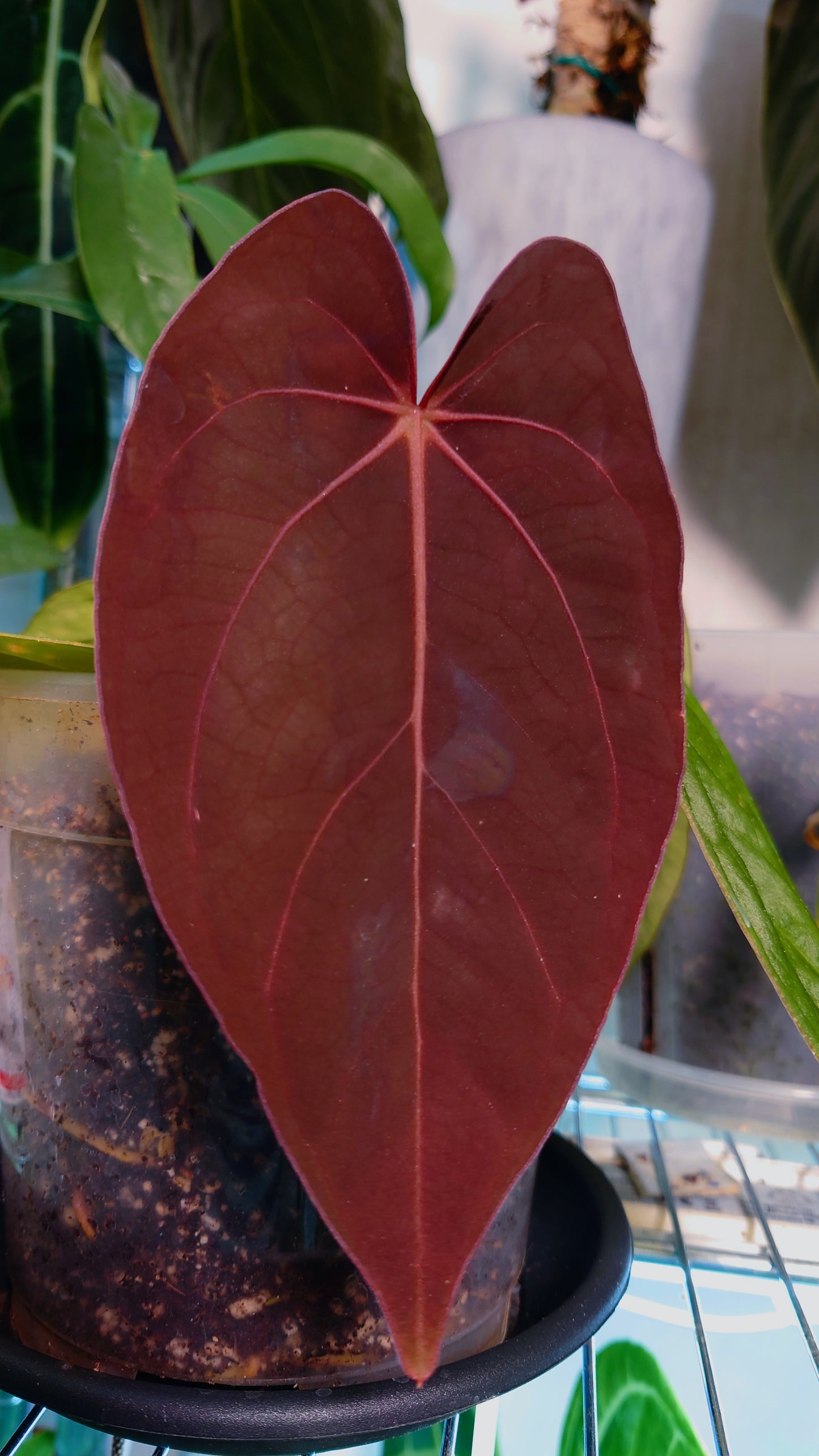 Anthurium (Carlablackiae x Dressleri Rio Guanche) x Mr Worldwide OR Forgetii Dark OR Papillilaminum Daniel