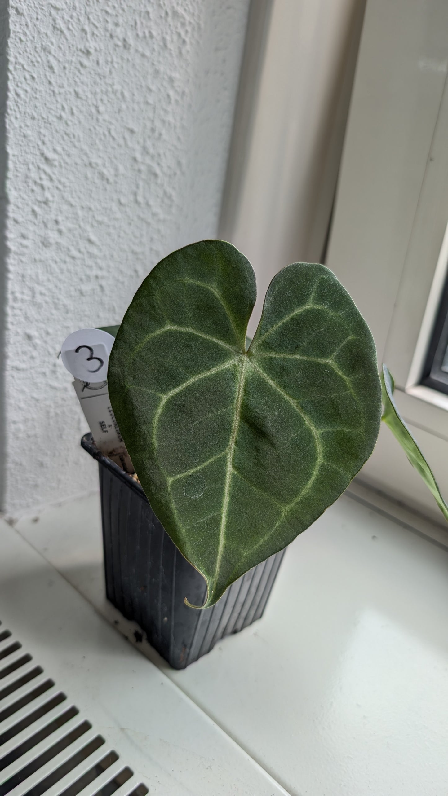 Anthurium Clarinervium x Berriozabalense x self