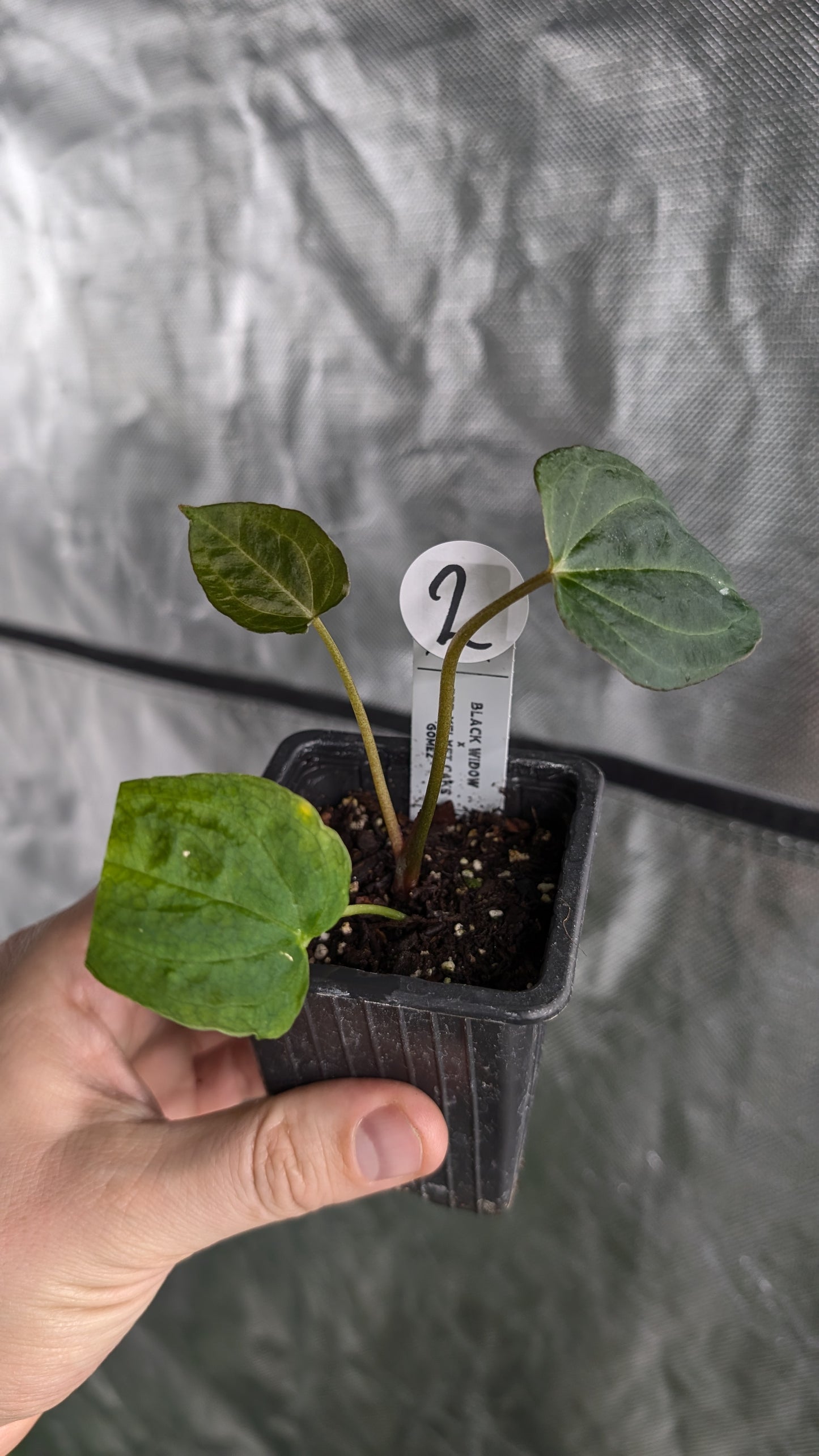 Anthurium Black Widow 43 x Red Velvet Cake 24 'Gomez' Clone