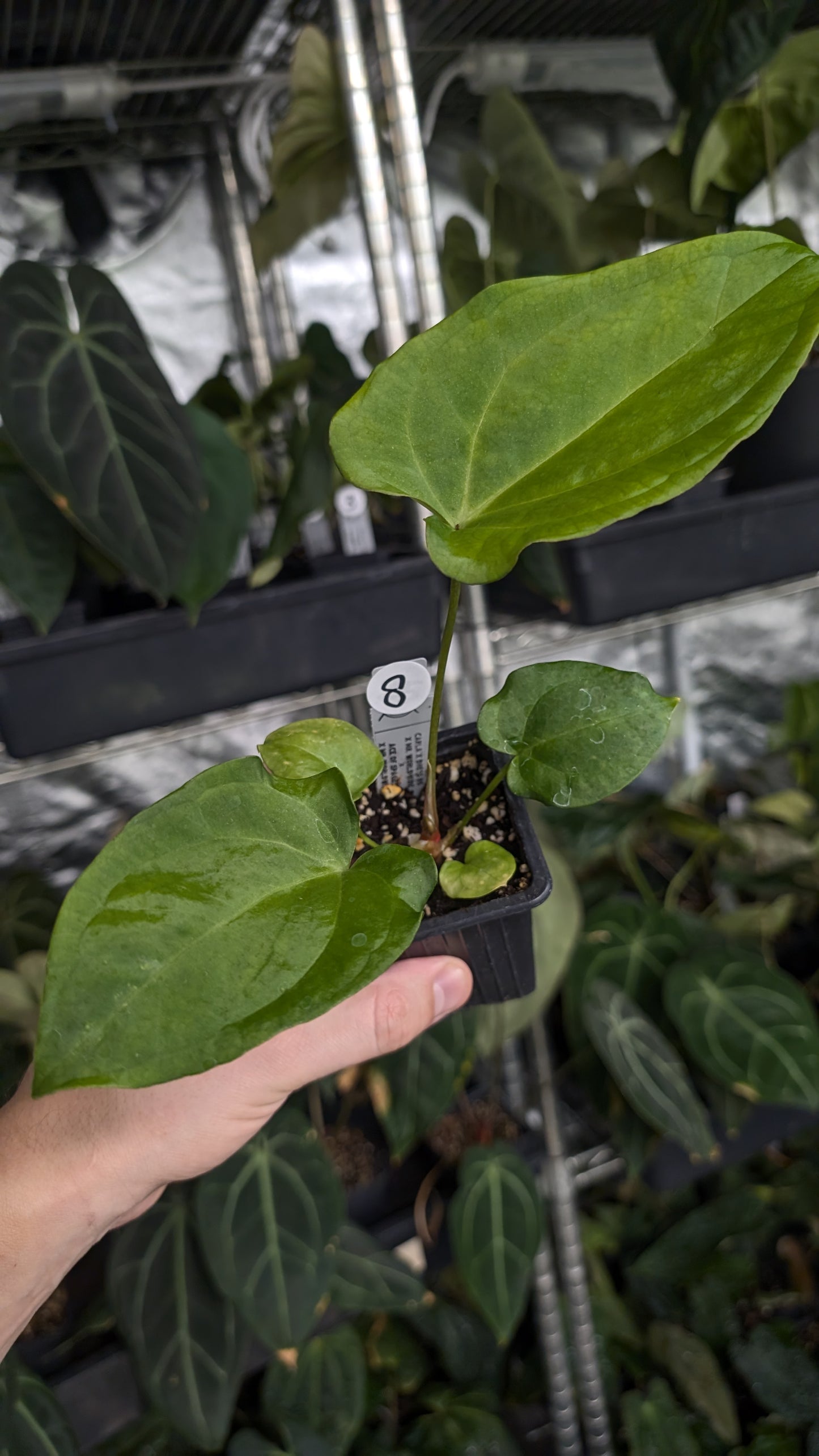 Anthurium [Carlablackiae x Dressleri Rio Guanche x Mr. Worldwide] x [Ace of Spagetii x Mr Worldwide]