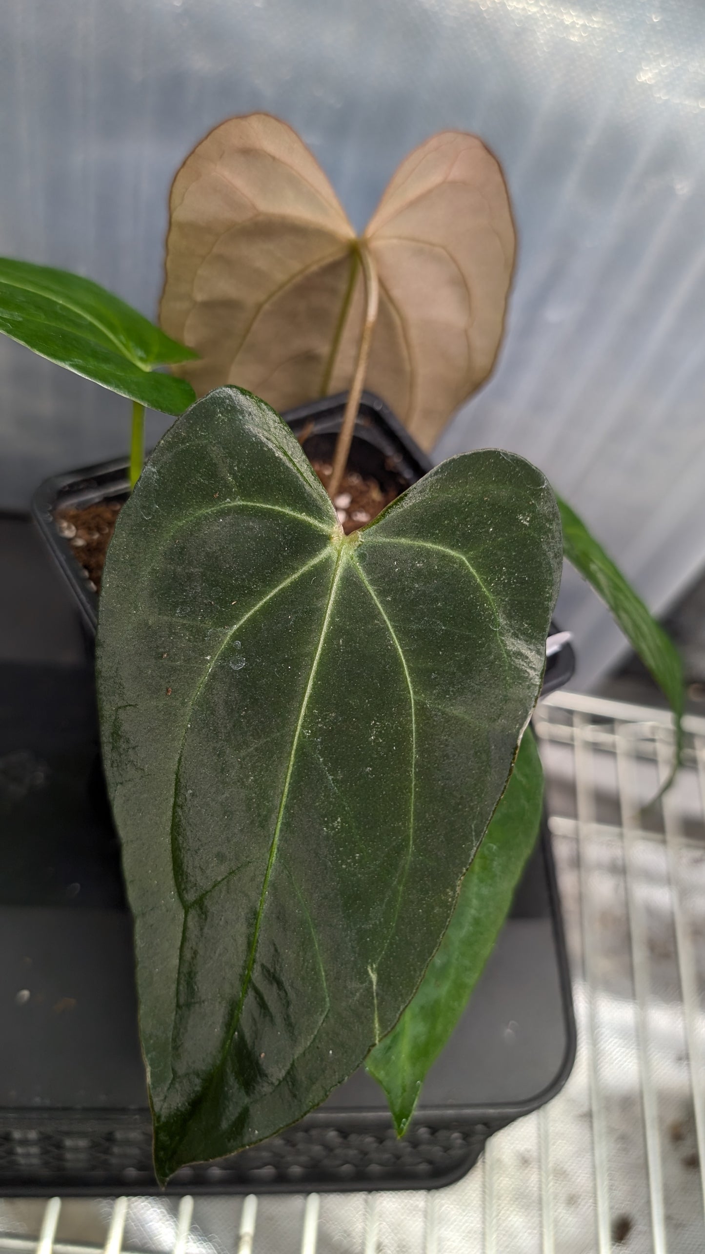 Anthurium Silver Blush Mint variegated x Papillilaminum 'Daniel'