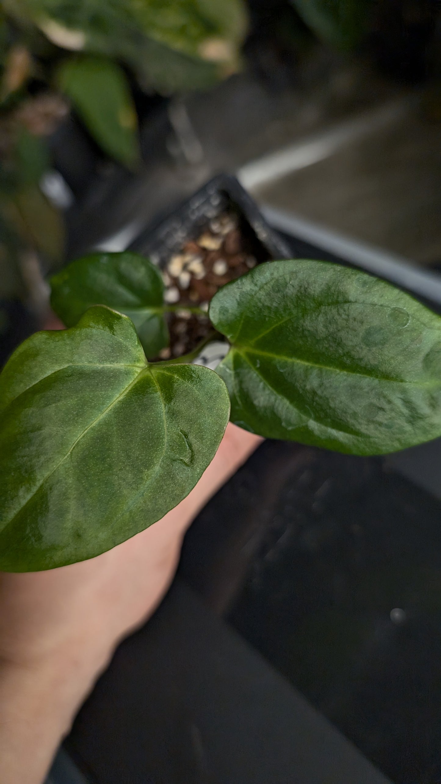 Anthurium 'Mr Worldwide' x self